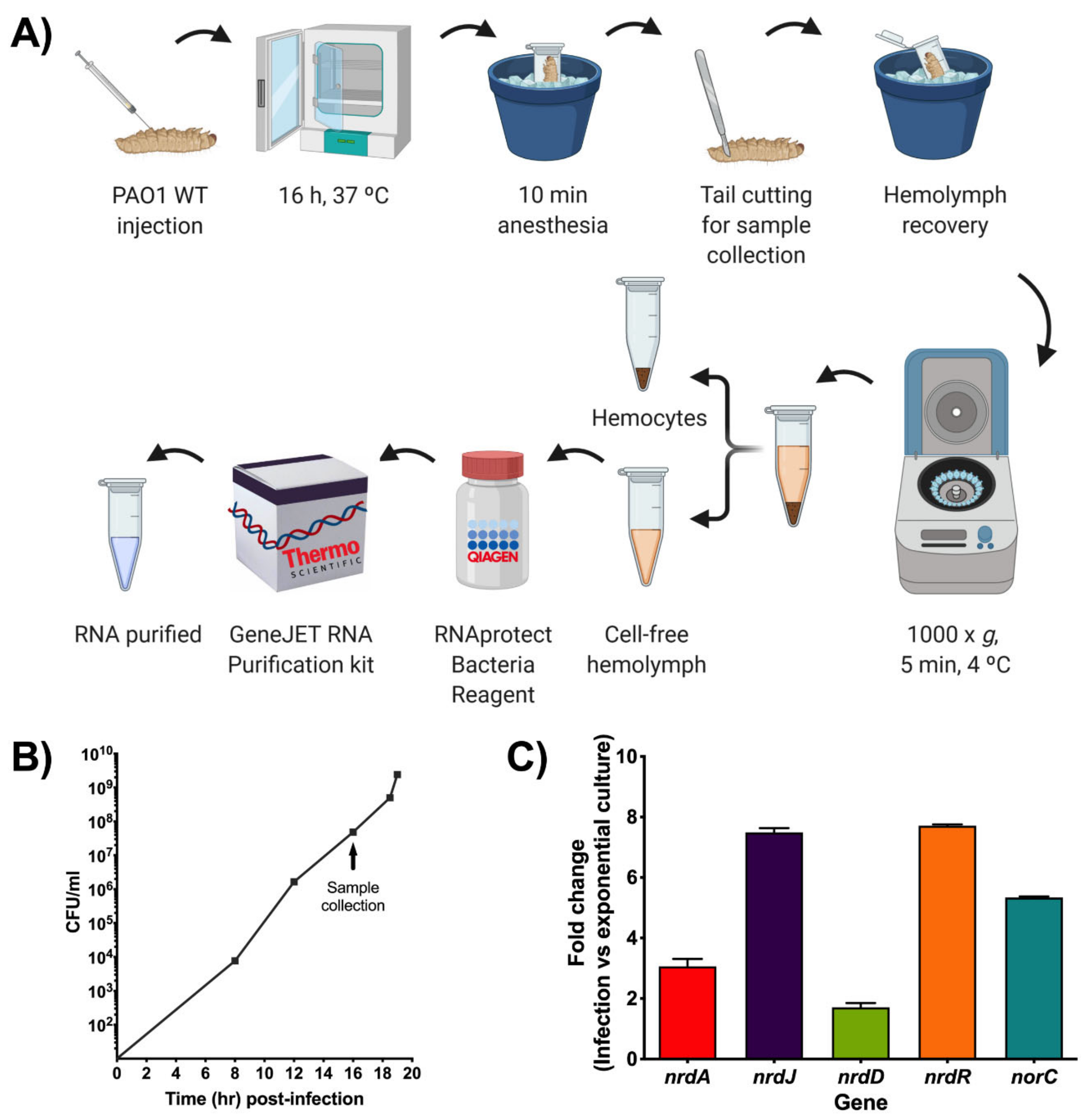 Microorganisms 08 01798 g005