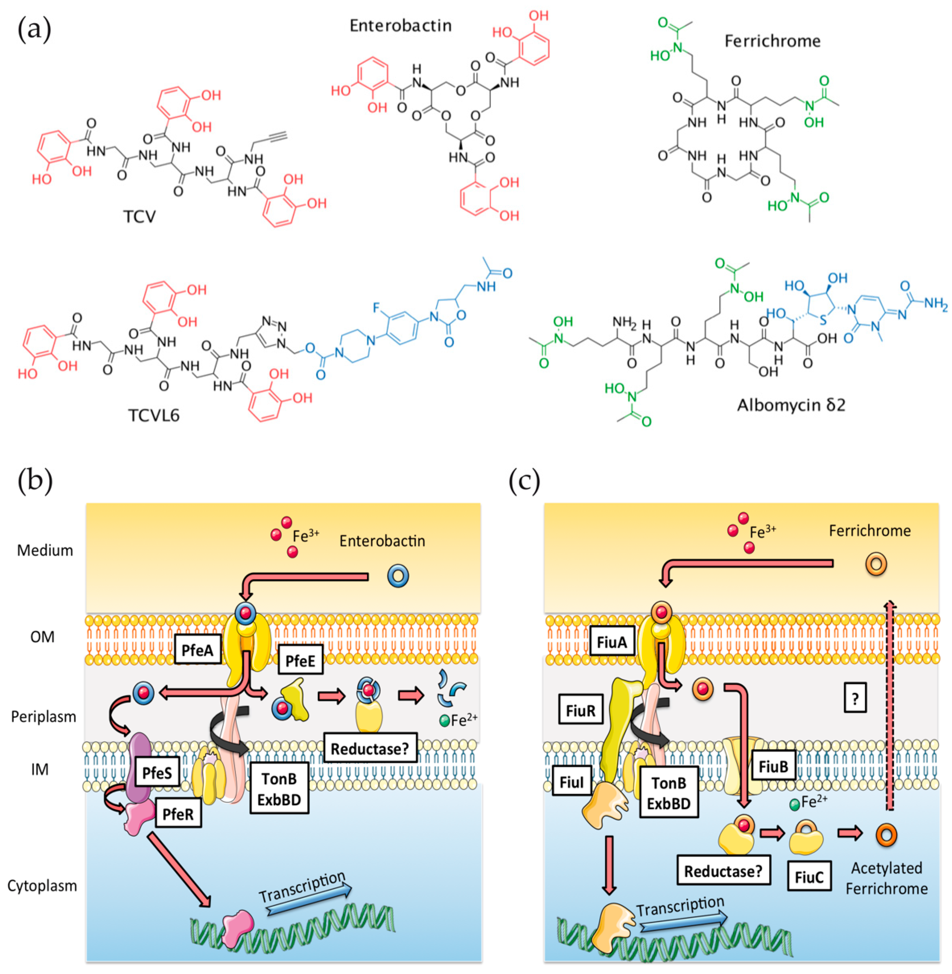 Microorganisms 08 01820 g001 Microorganisms 08 01820 g001