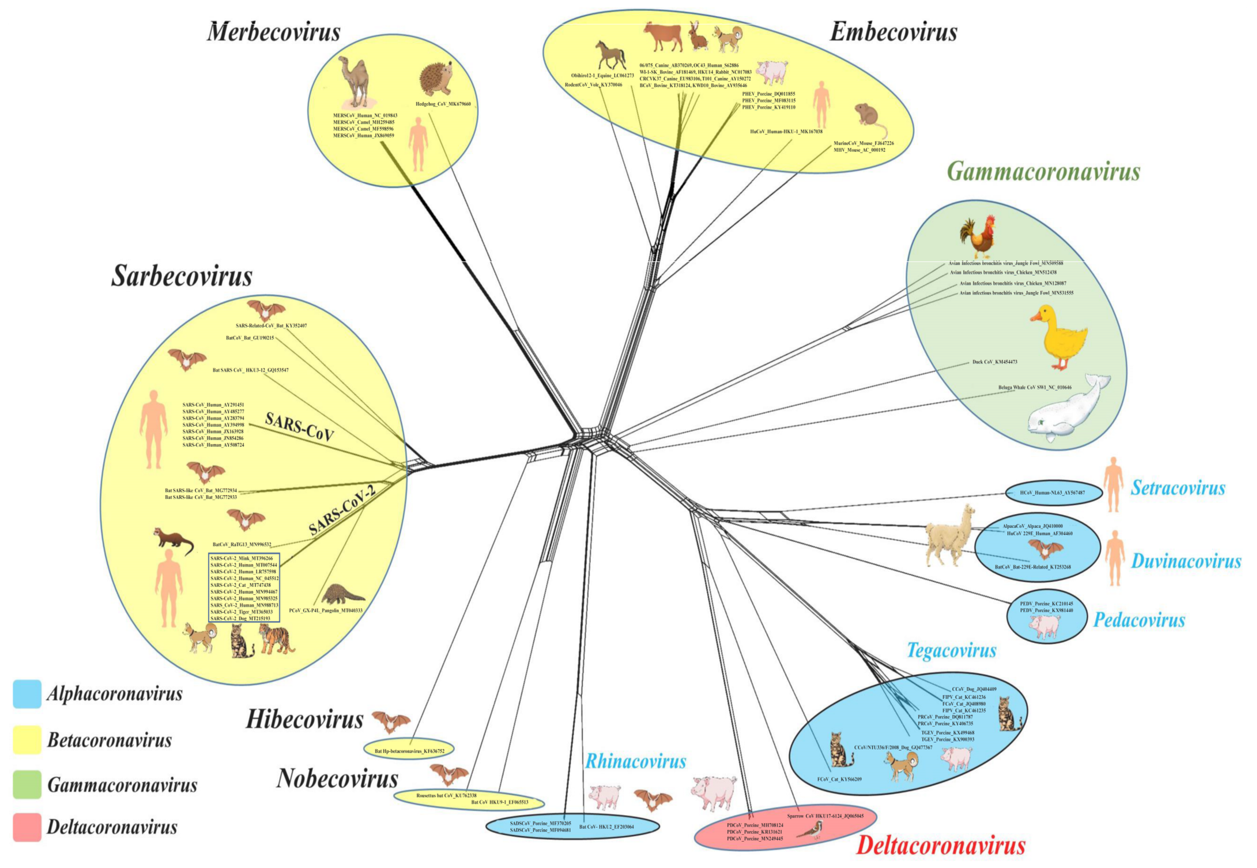 Pdf Feline Infectious Peritonitis With Distinct Ocular Involvement In A Cat In Turkey