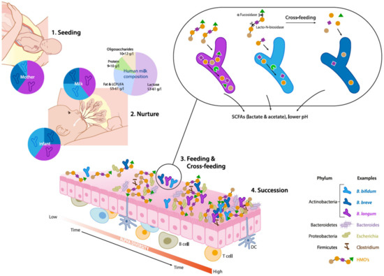 Microorganisms 08 01855 g001 550