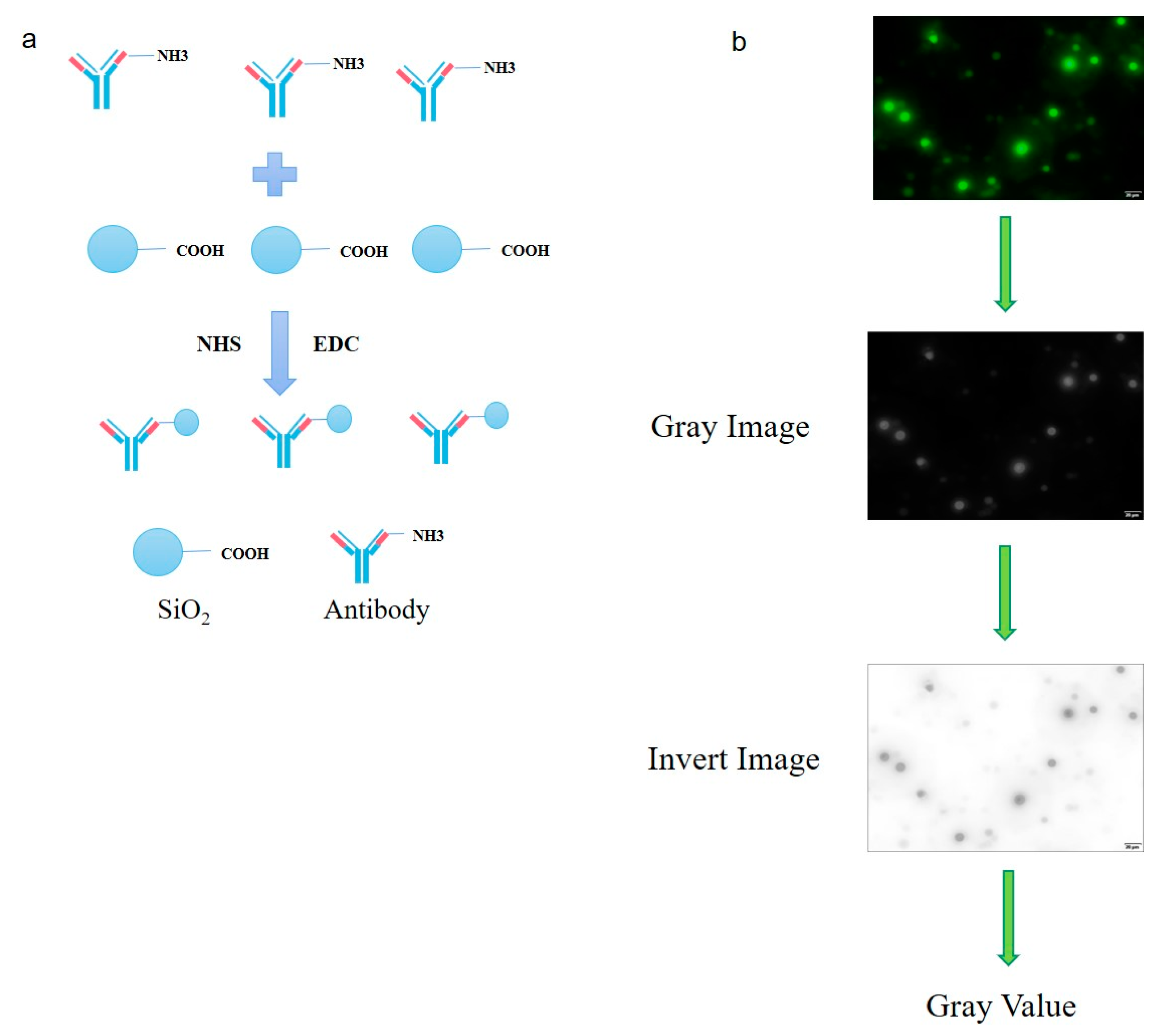 Microorganisms 08 01865 g005