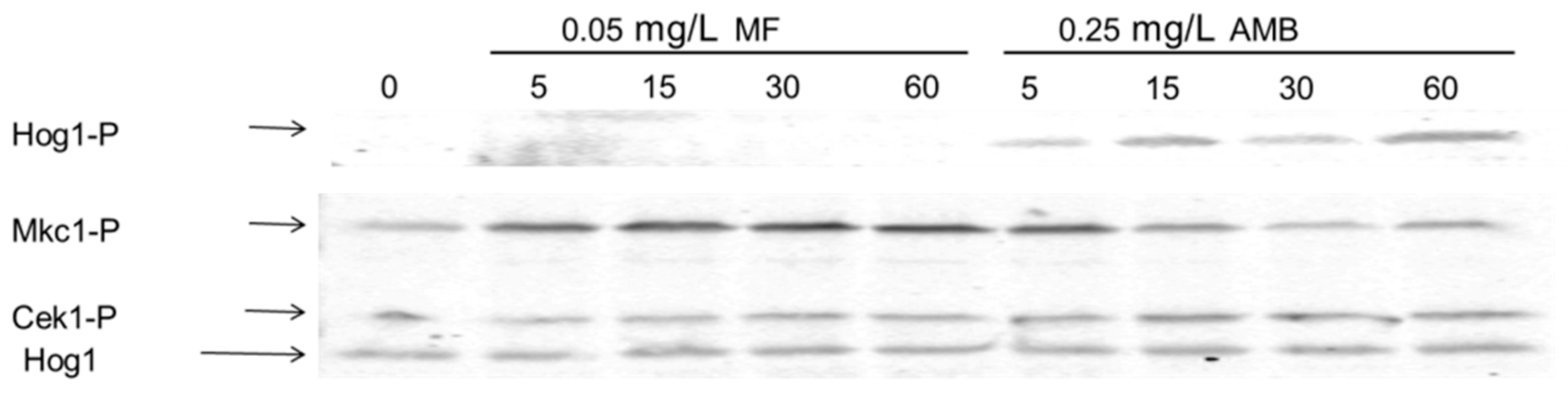Microorganisms 08 01867 g006 Microorganisms 08 01867 g006