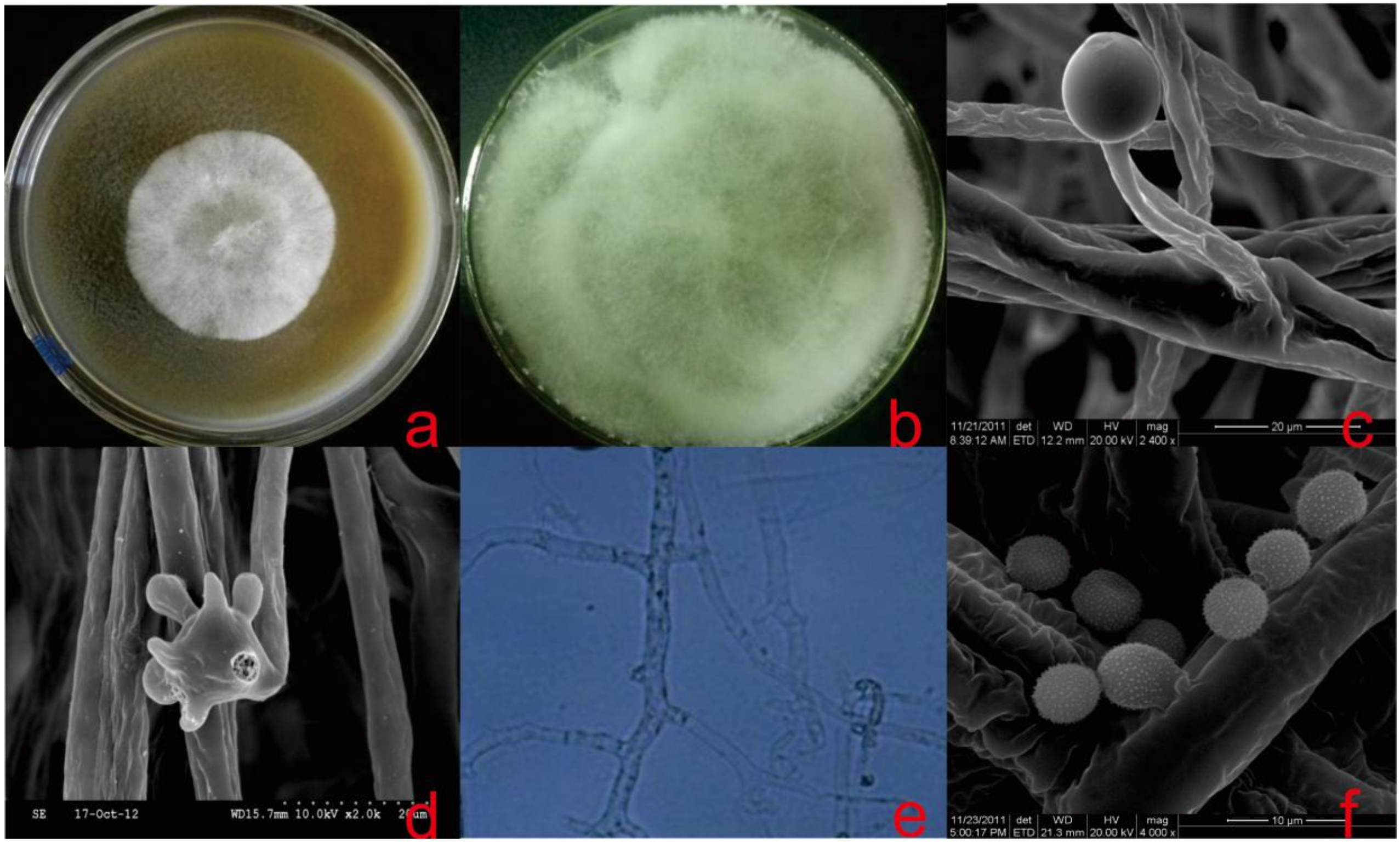 Microorganisms 08 01868 g002 Microorganisms 08 01868 g002