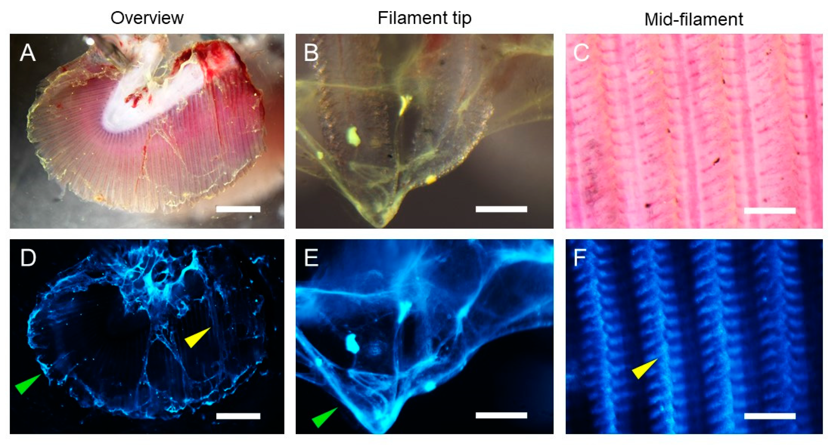 Microorganisms 08 01871 g003 Microorganisms 08 01871 g003