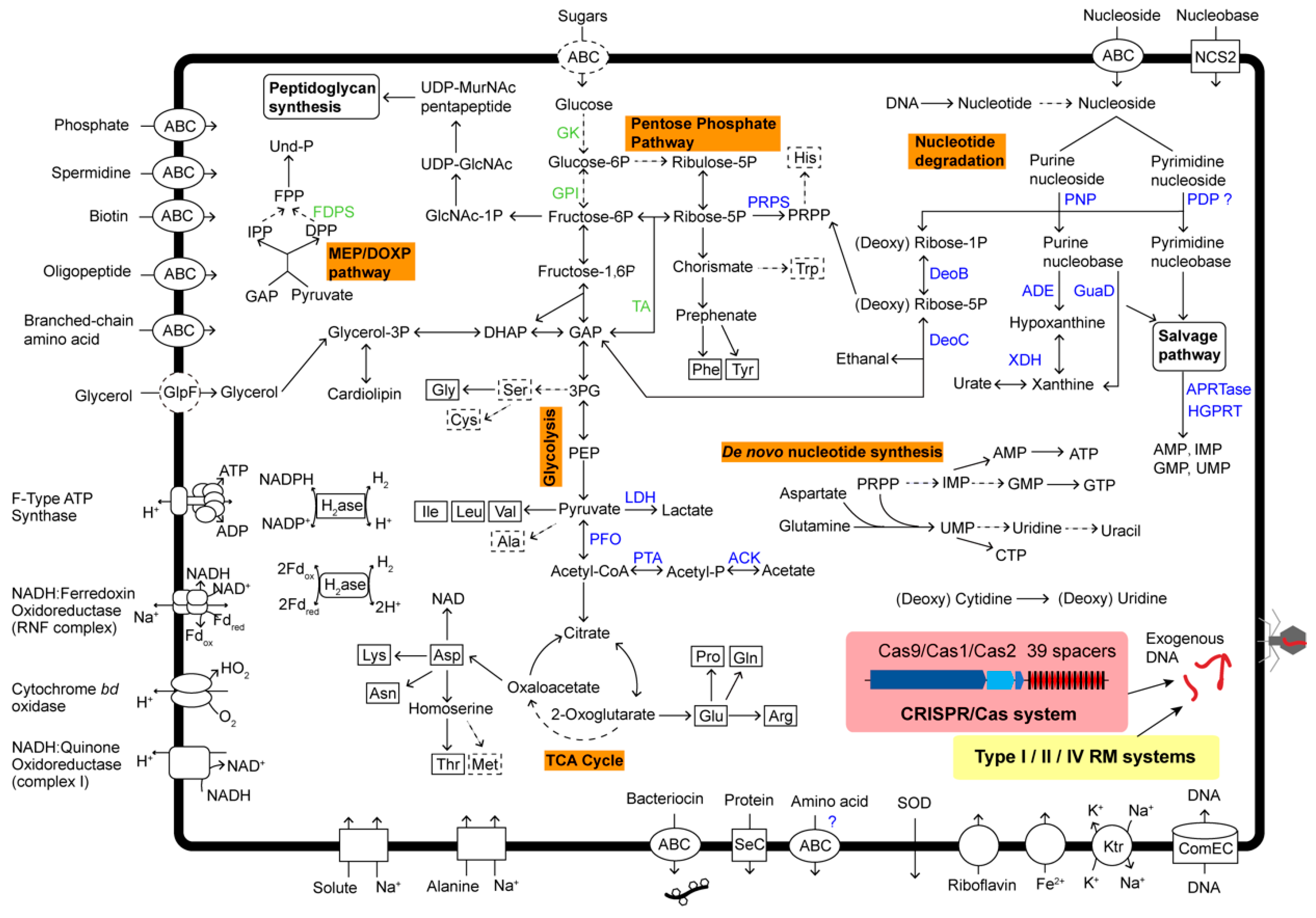 Microorganisms 08 01874 g004 Microorganisms 08 01874 g004