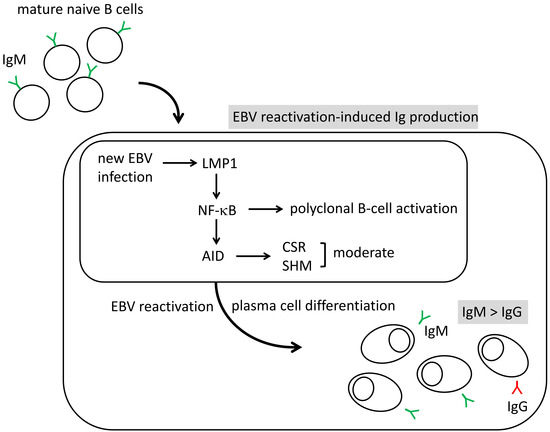 glutathion synthese Glutathione Synthase - an overview