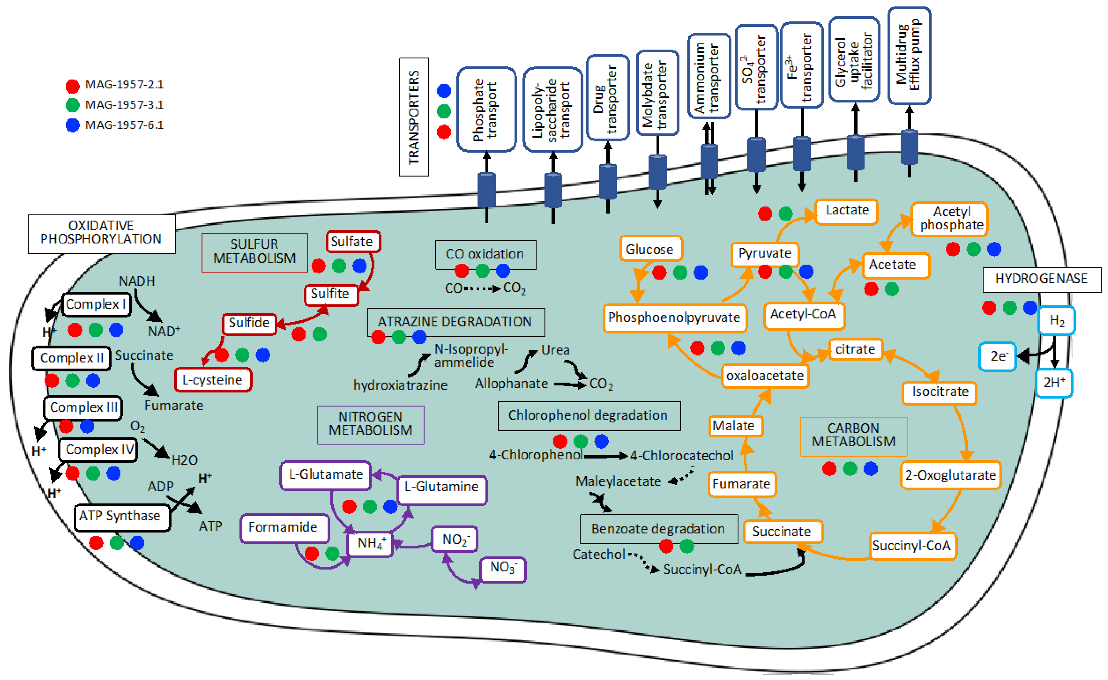 Microorganisms 08 01880 g007 Microorganisms 08 01880 g007