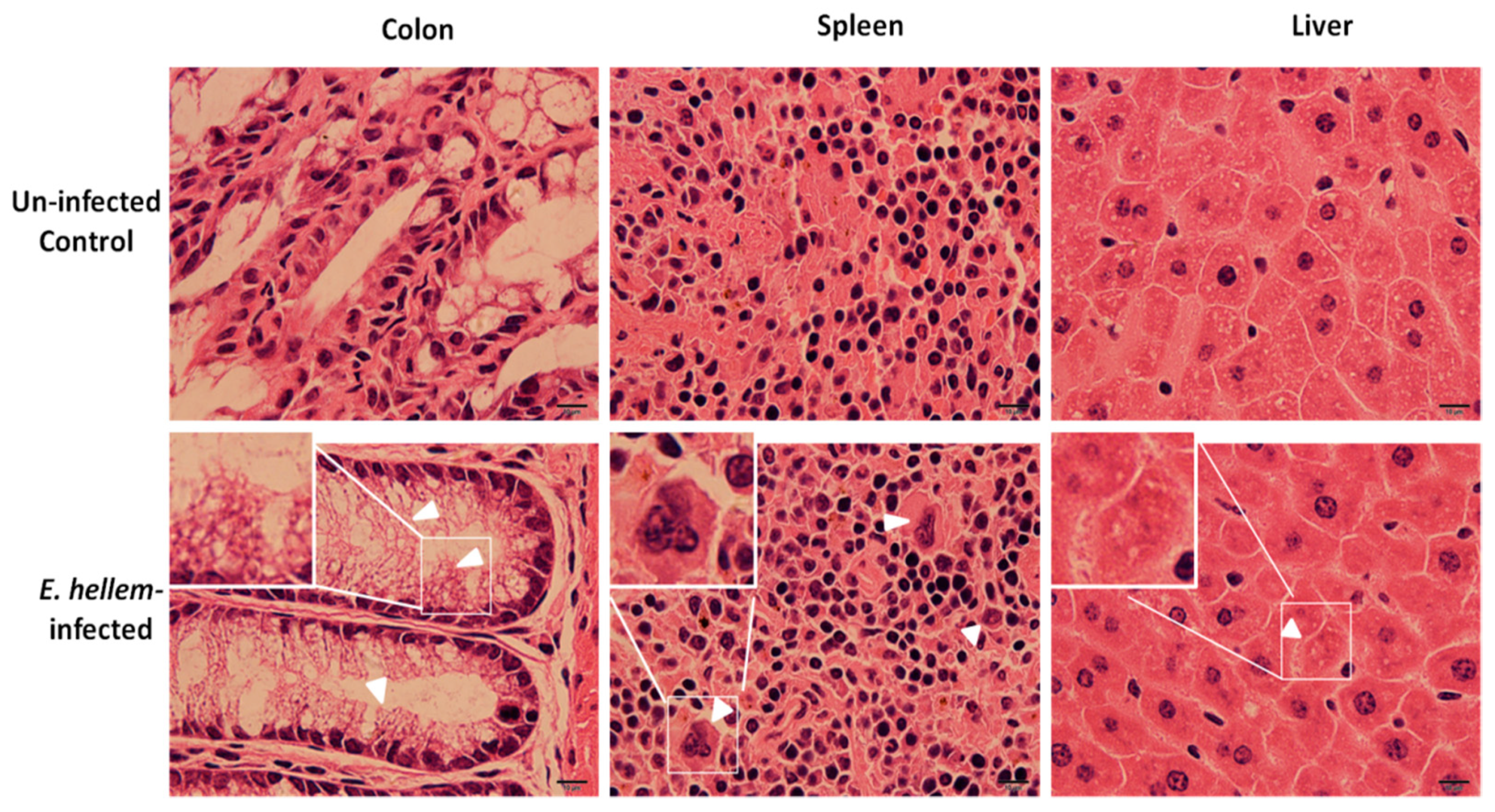 Microorganisms 08 01891 g003
