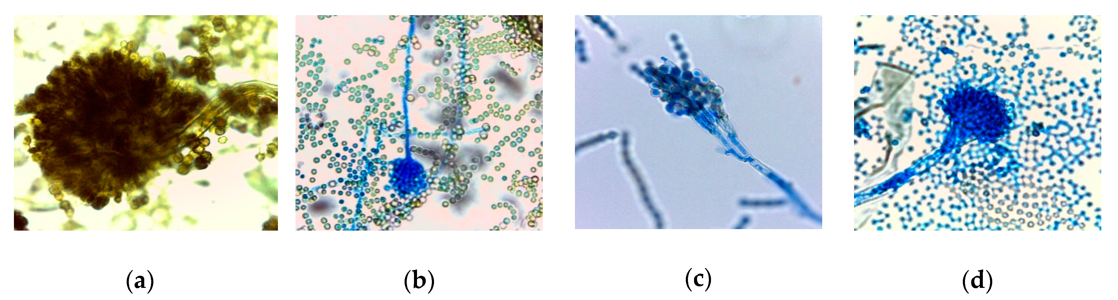 Microorganisms 08 01895 g001 Microorganisms 08 01895 g001