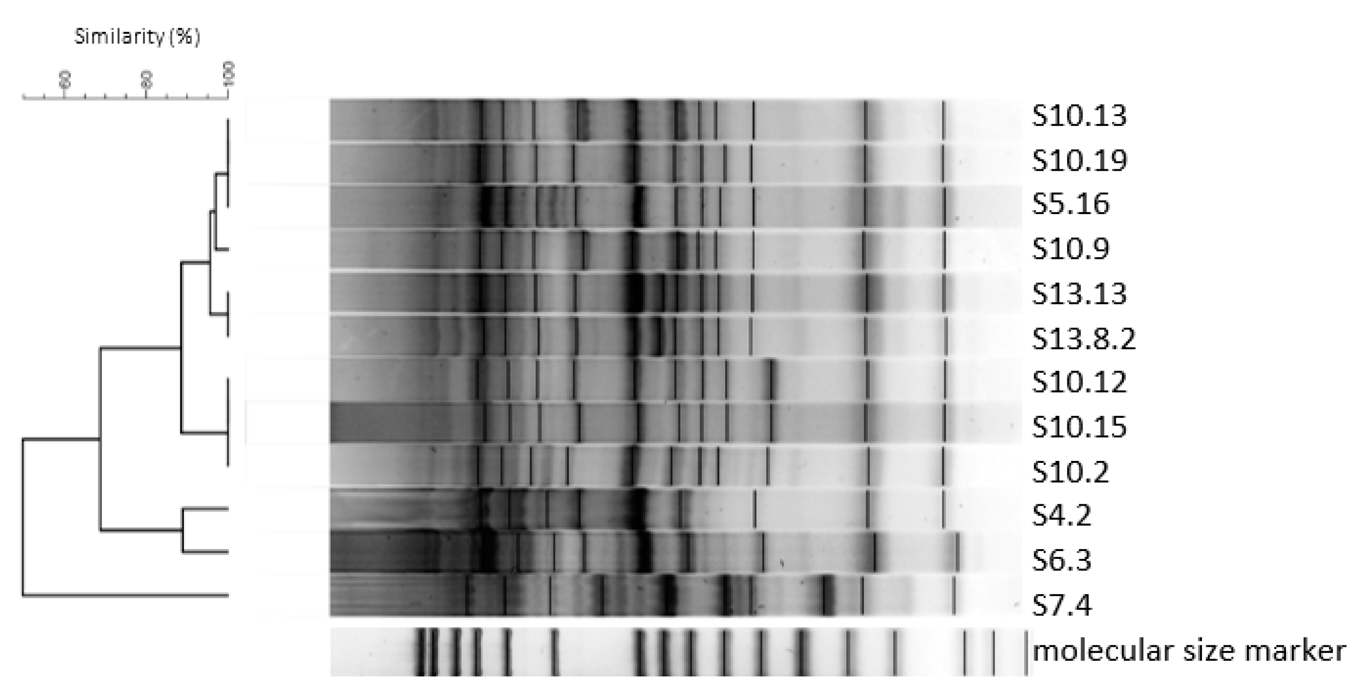 Microorganisms 08 01895 g002 Microorganisms 08 01895 g002