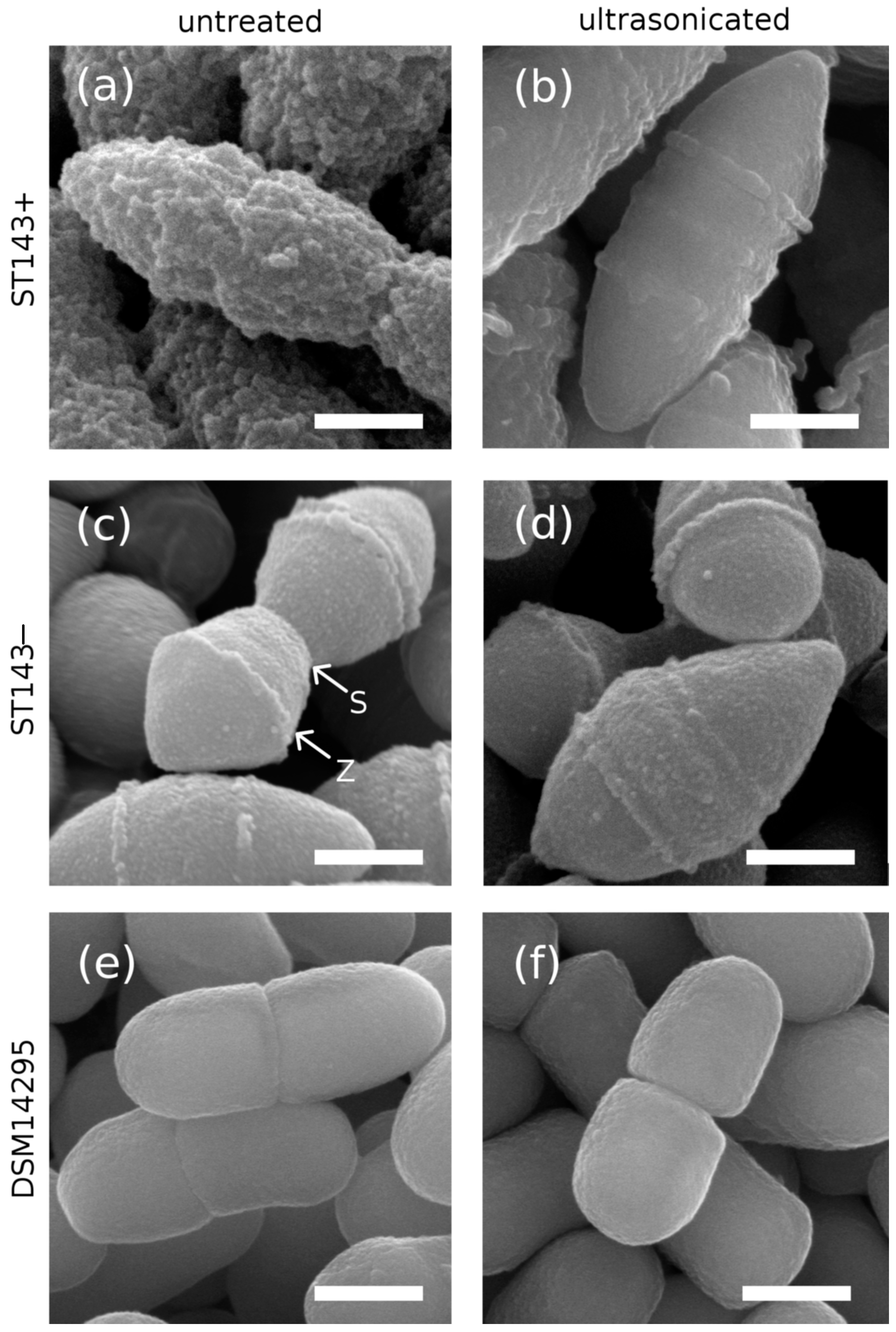 Microorganisms 08 01904 g002