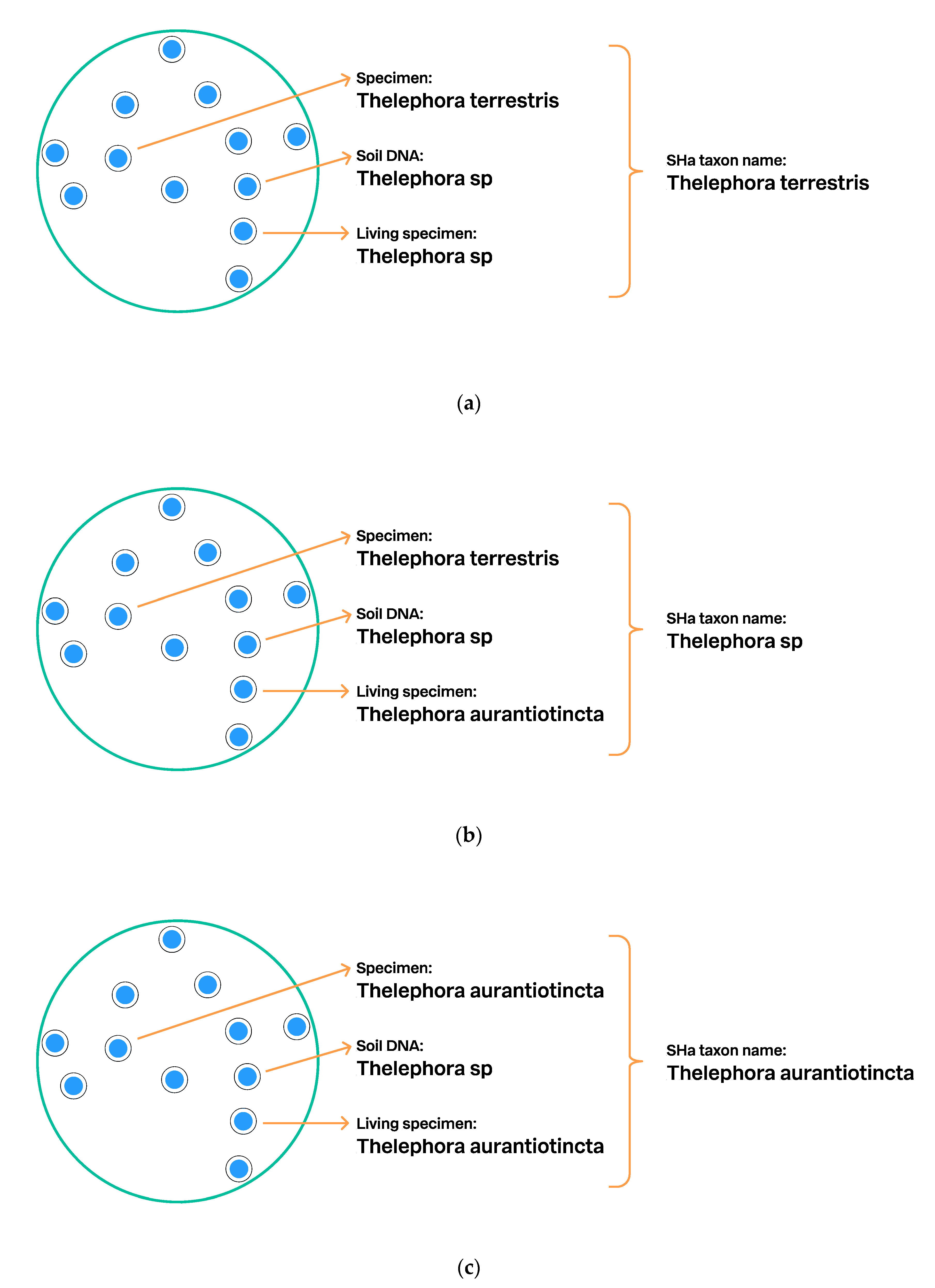 Microorganisms 08 01910 g007