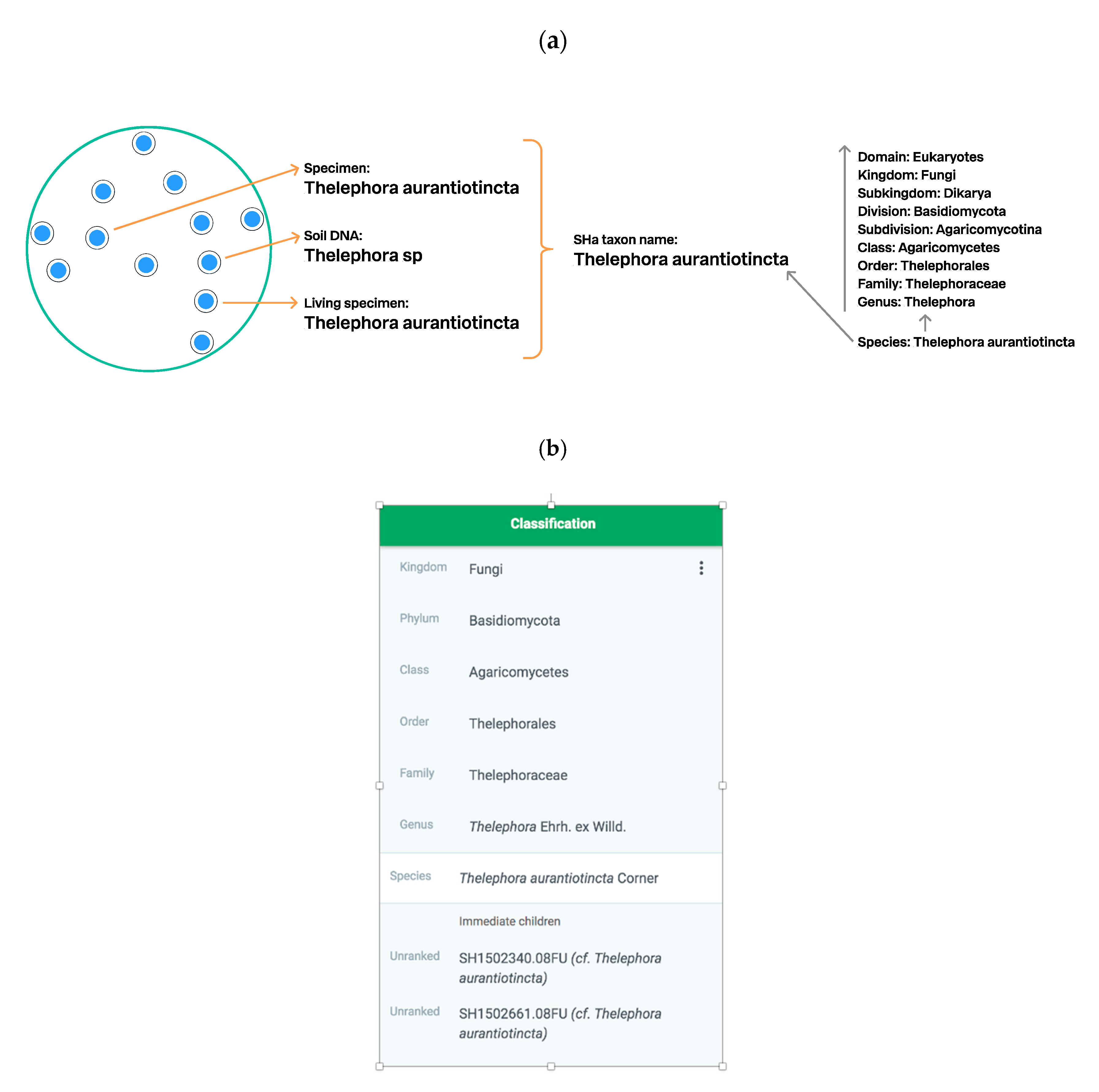 Microorganisms 08 01910 g008