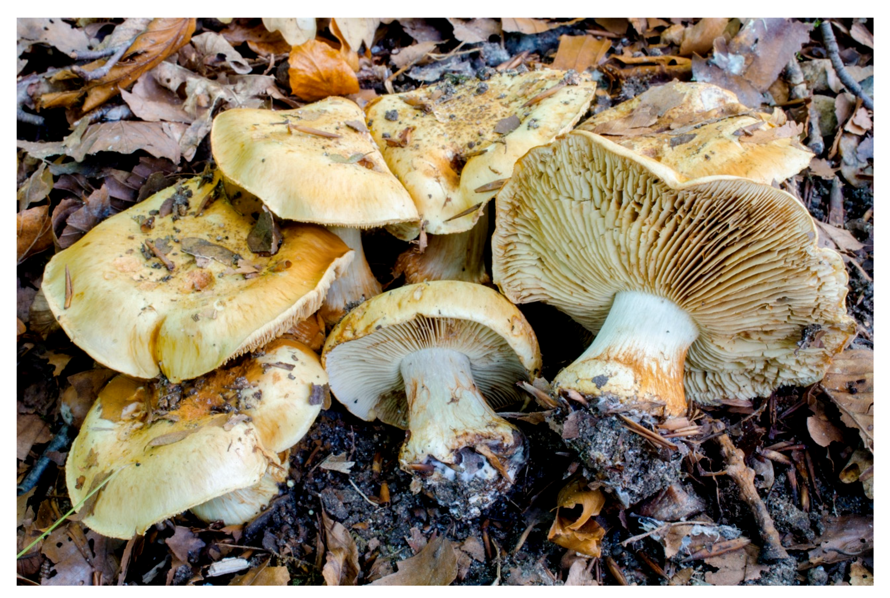 Microorganisms 08 01910 g015