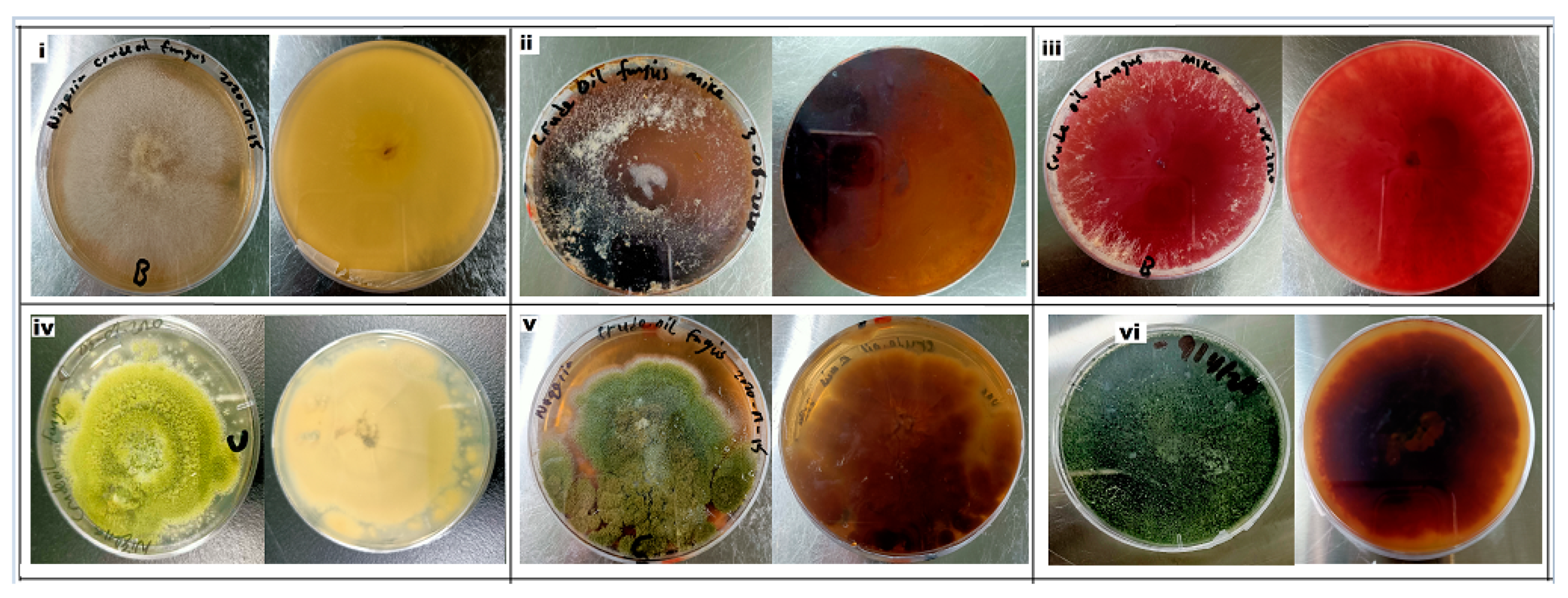 Microorganisms 08 01912 g003 Microorganisms 08 01912 g003