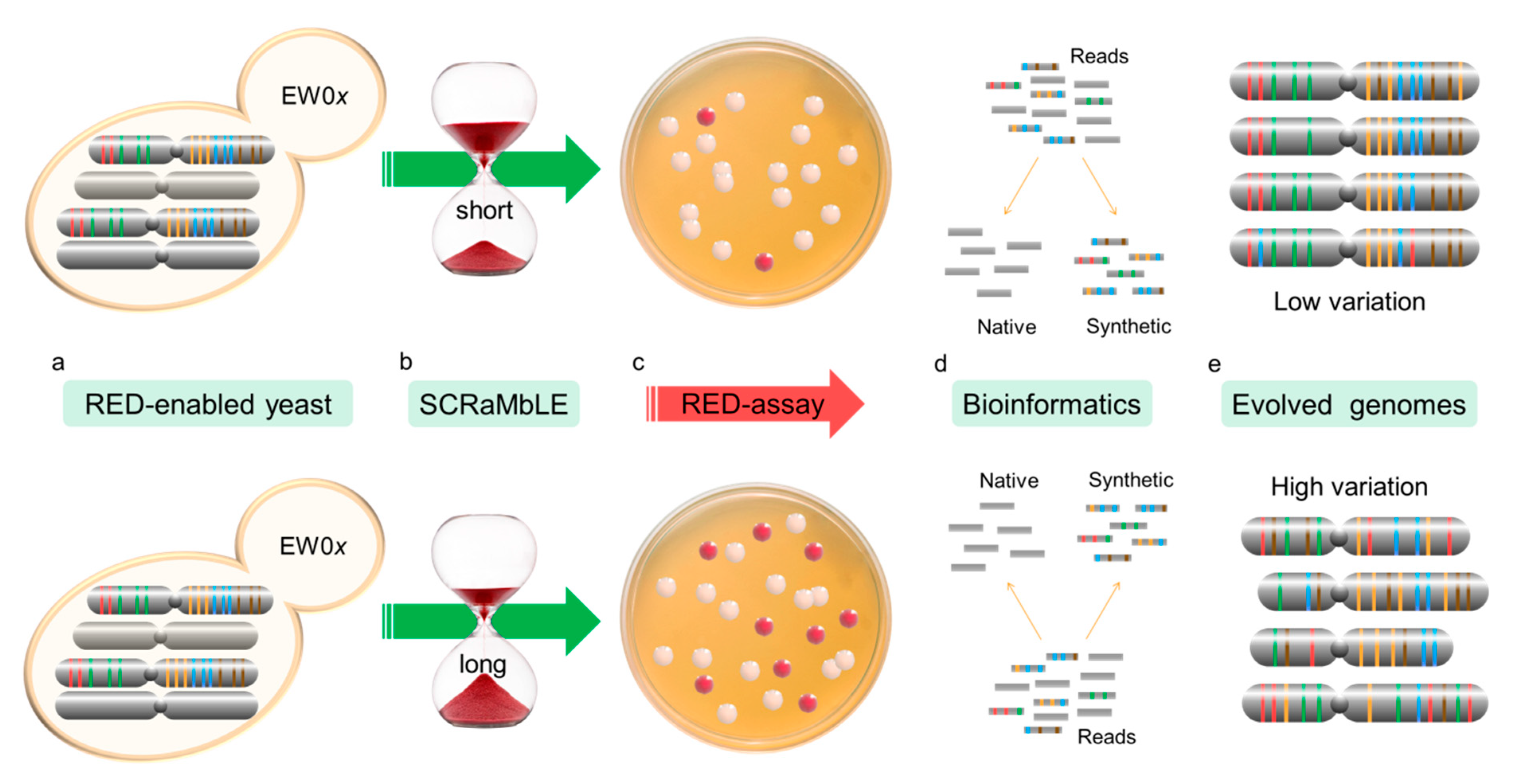 Microorganisms 08 01914 g002