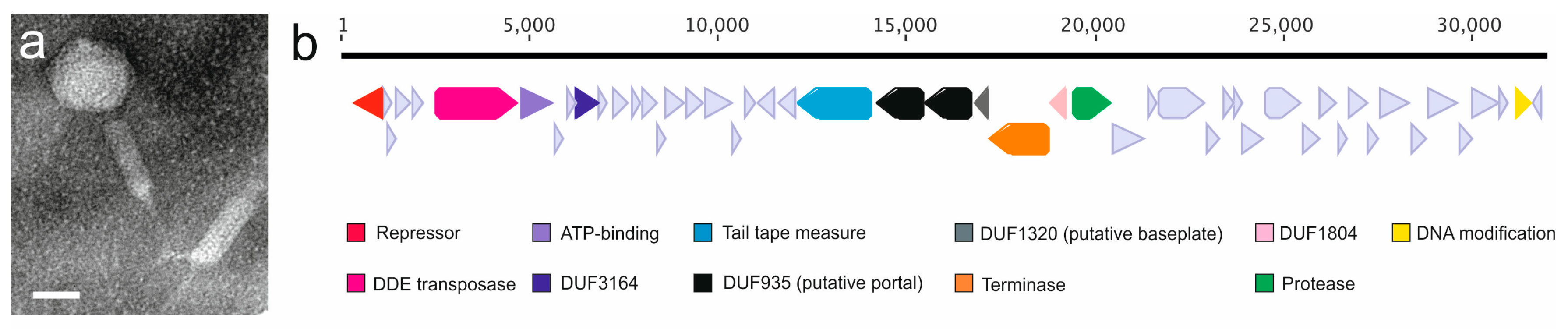 Microorganisms 08 01919 g001