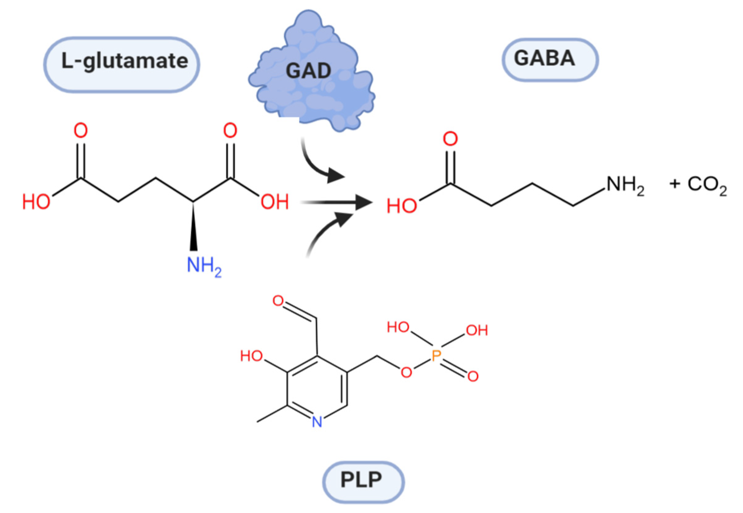 Microorganisms Free Full Text Glutamate Decarboxylase From Lactic Acid Bacteria A Key Enzyme In Gaba Synthesis Html