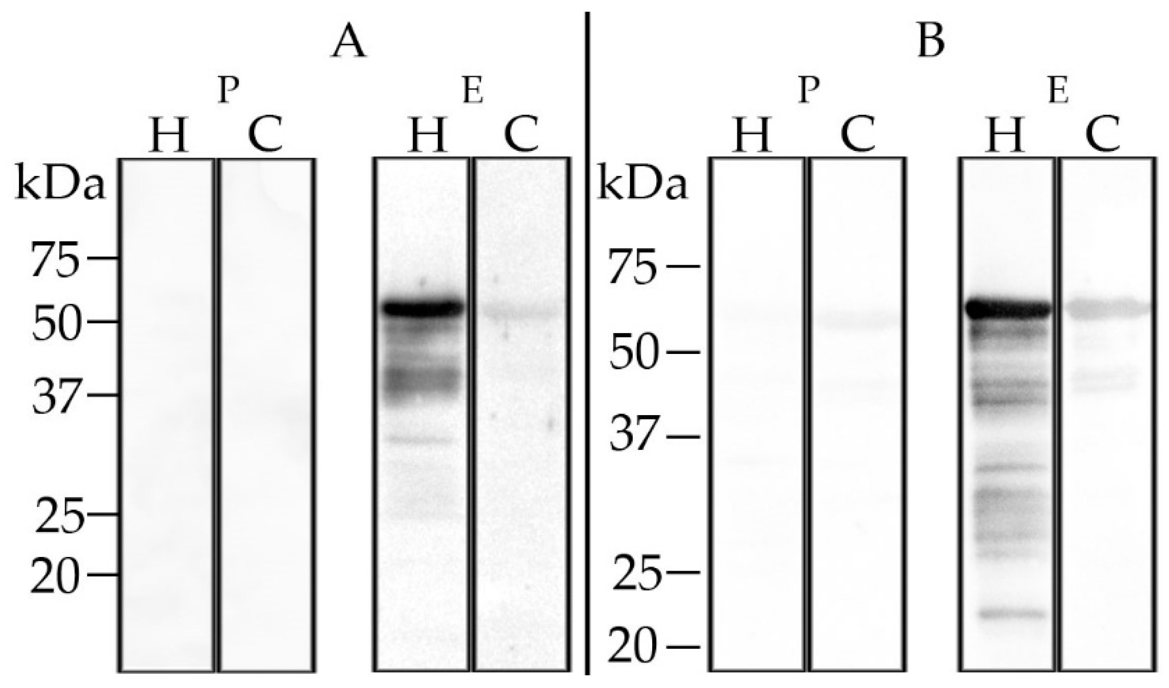 Microorganisms 08 01927 g006