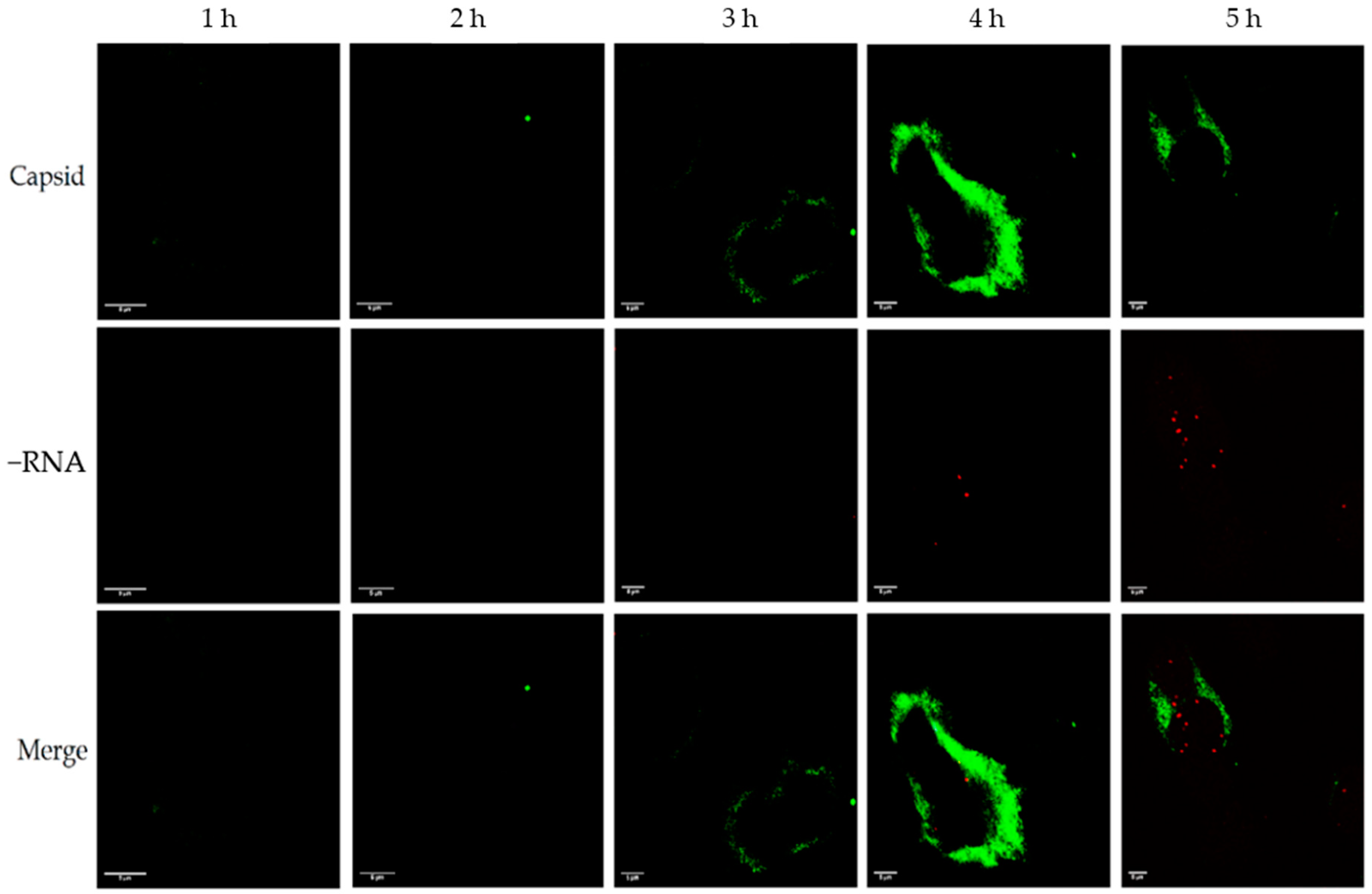 Microorganisms 08 01928 g002 Microorganisms 08 01928 g002