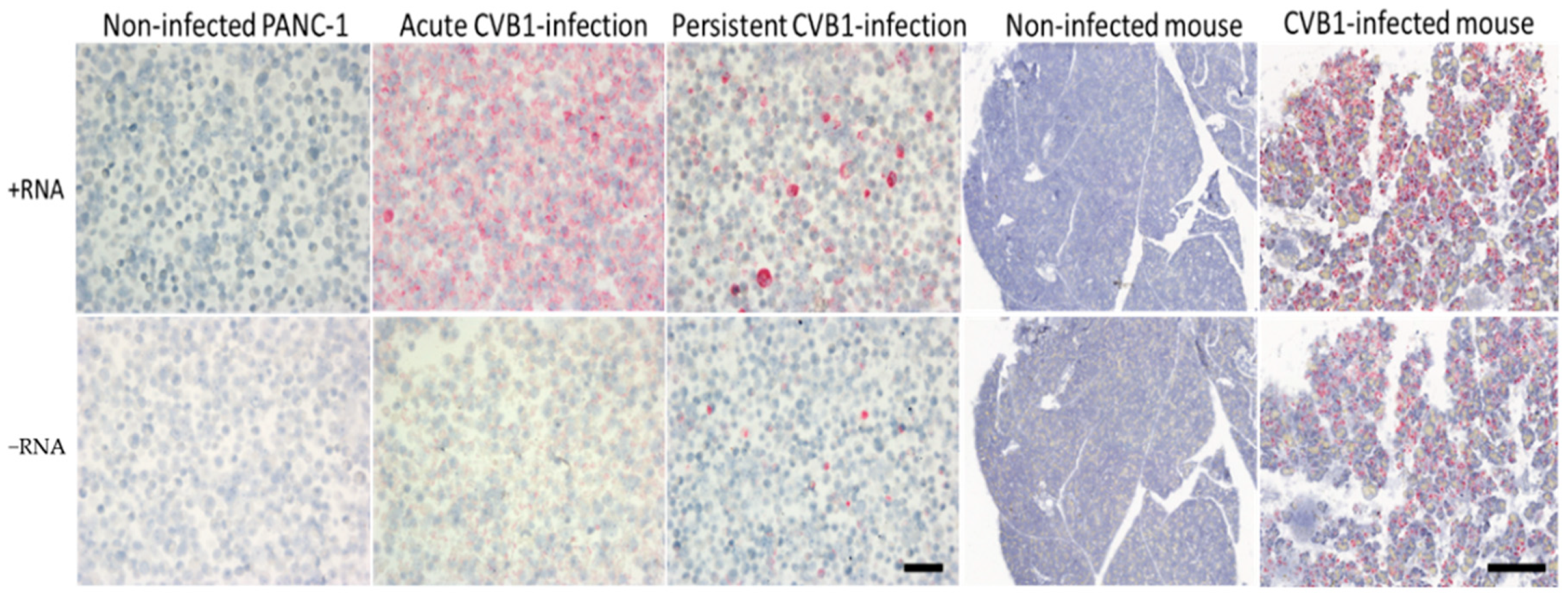 Microorganisms 08 01928 g010 Microorganisms 08 01928 g010