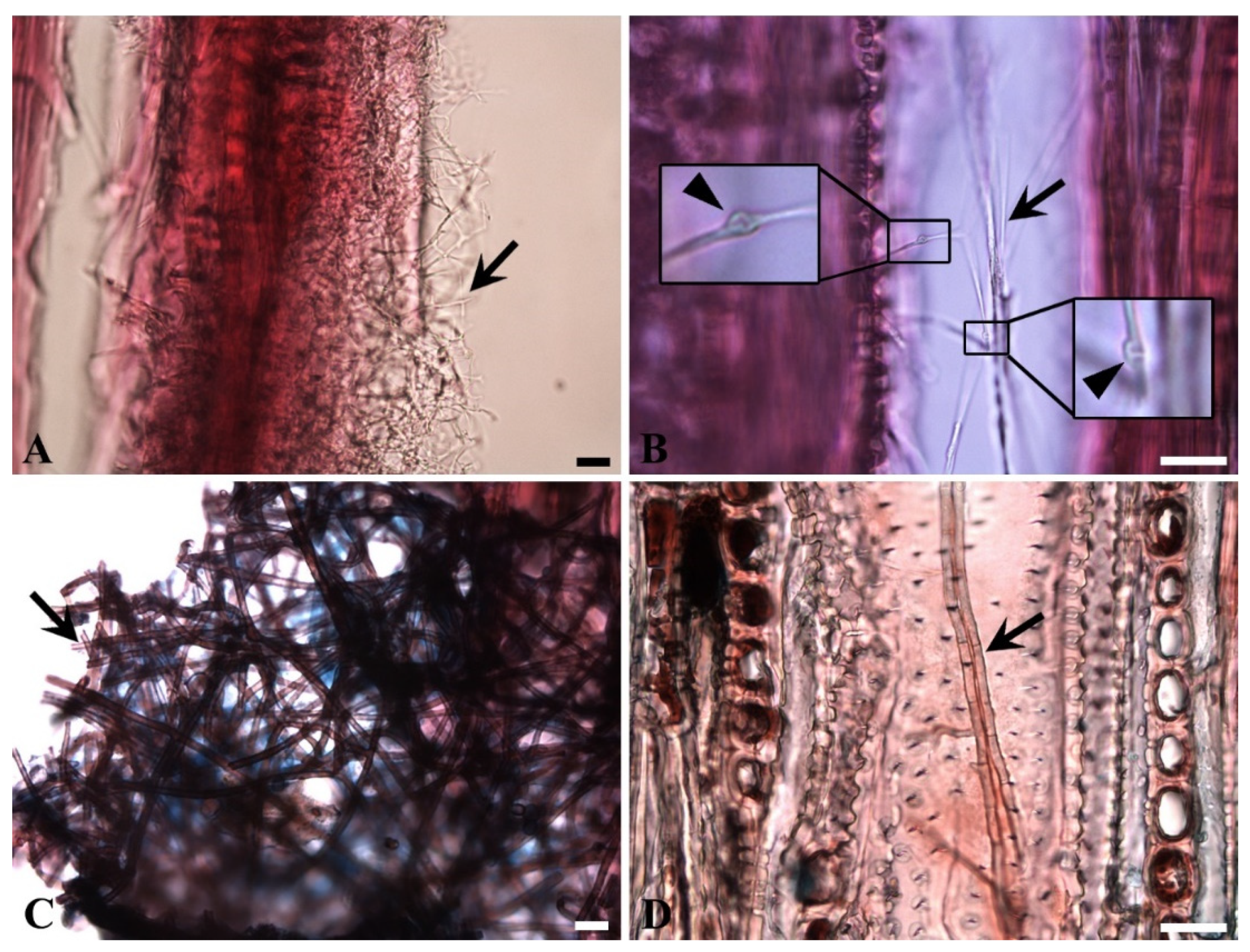Microorganisms 08 01931 g006 Microorganisms 08 01931 g006