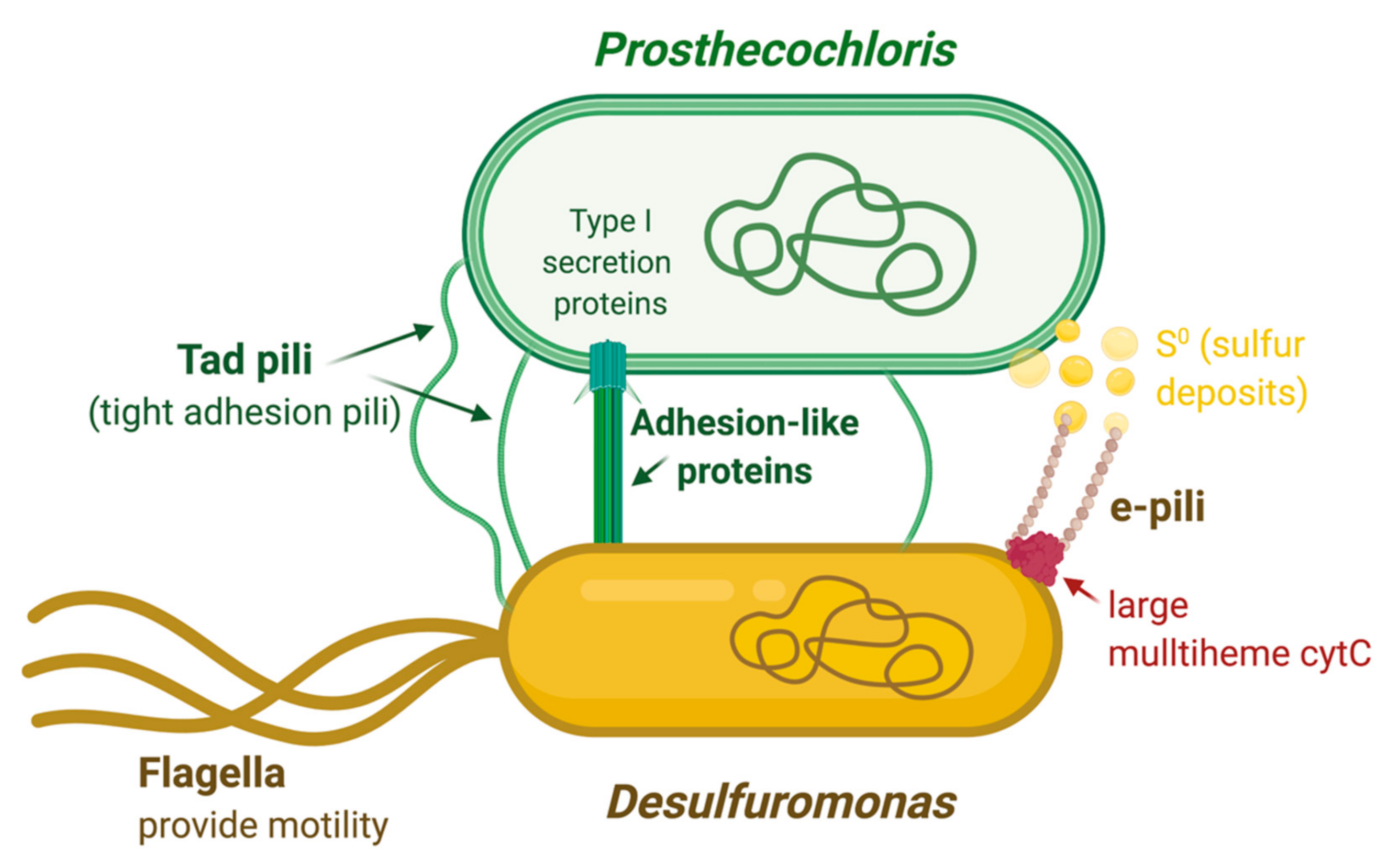 Microorganisms 08 01939 g009