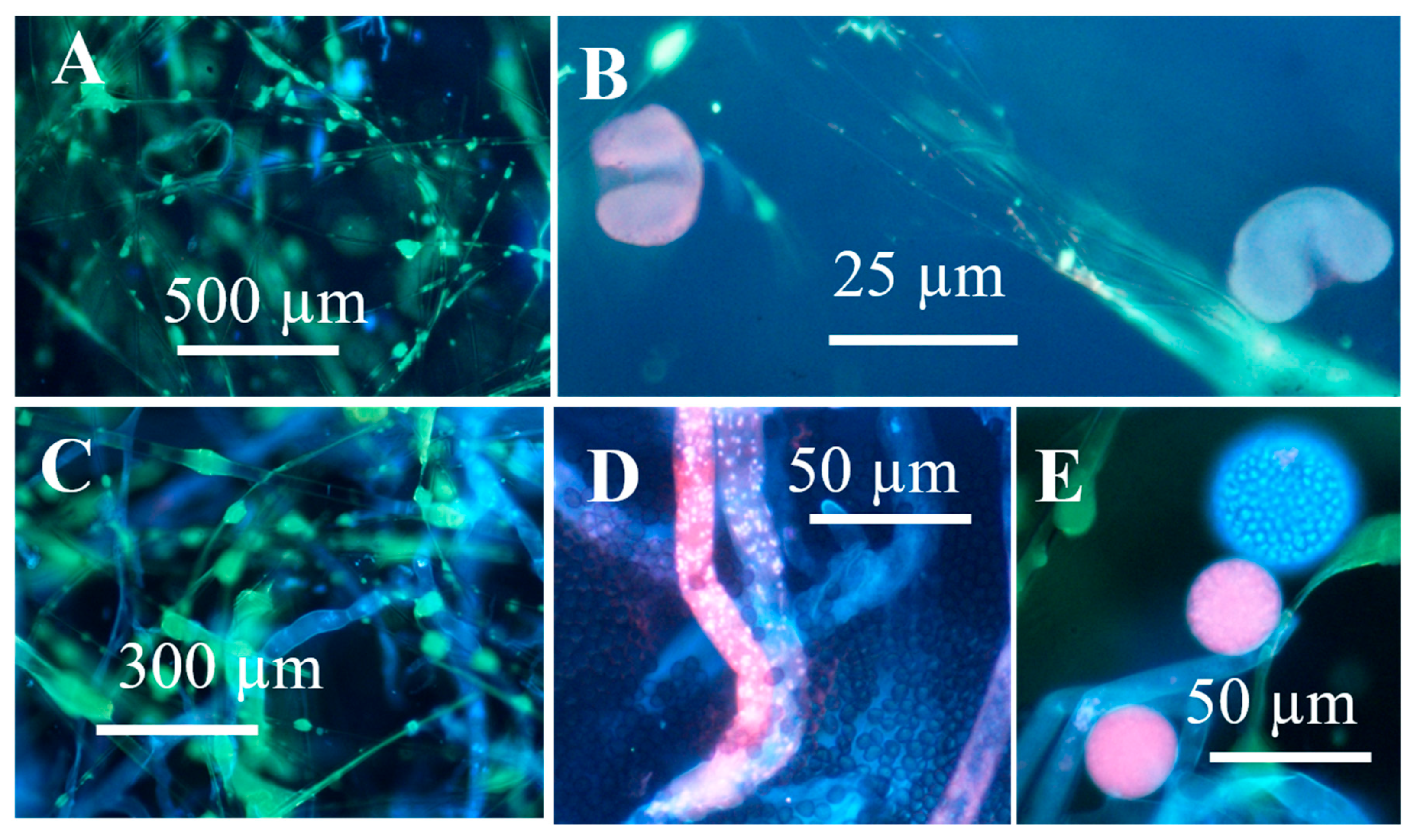 Microorganisms 08 01940 g004 Microorganisms 08 01940 g004