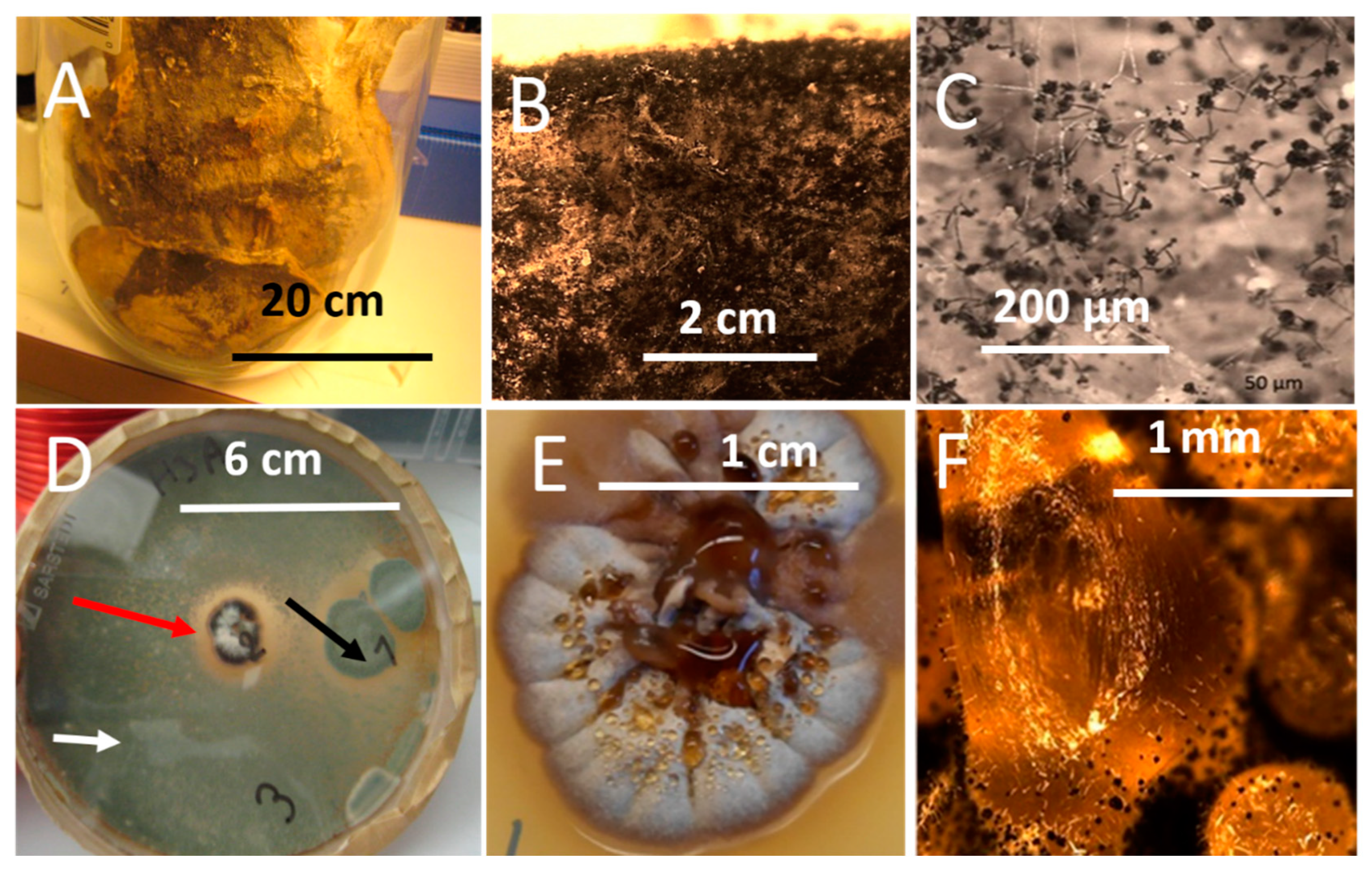 Microorganisms 08 01940 g007 Microorganisms 08 01940 g007