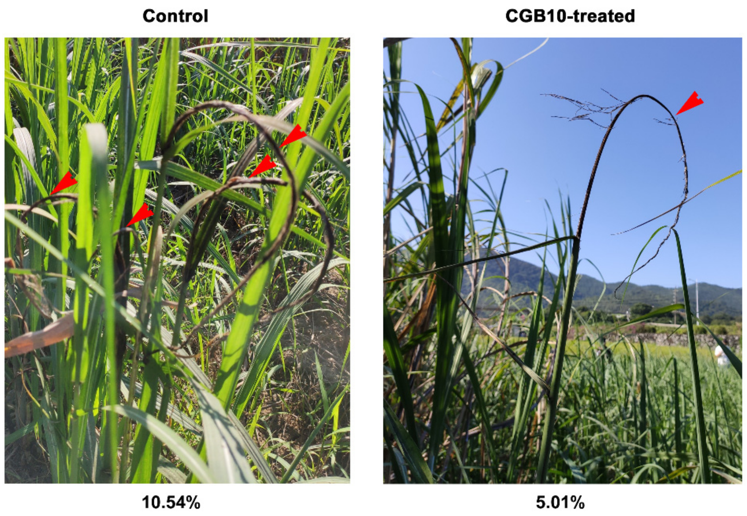 Microorganisms 08 01943 g003