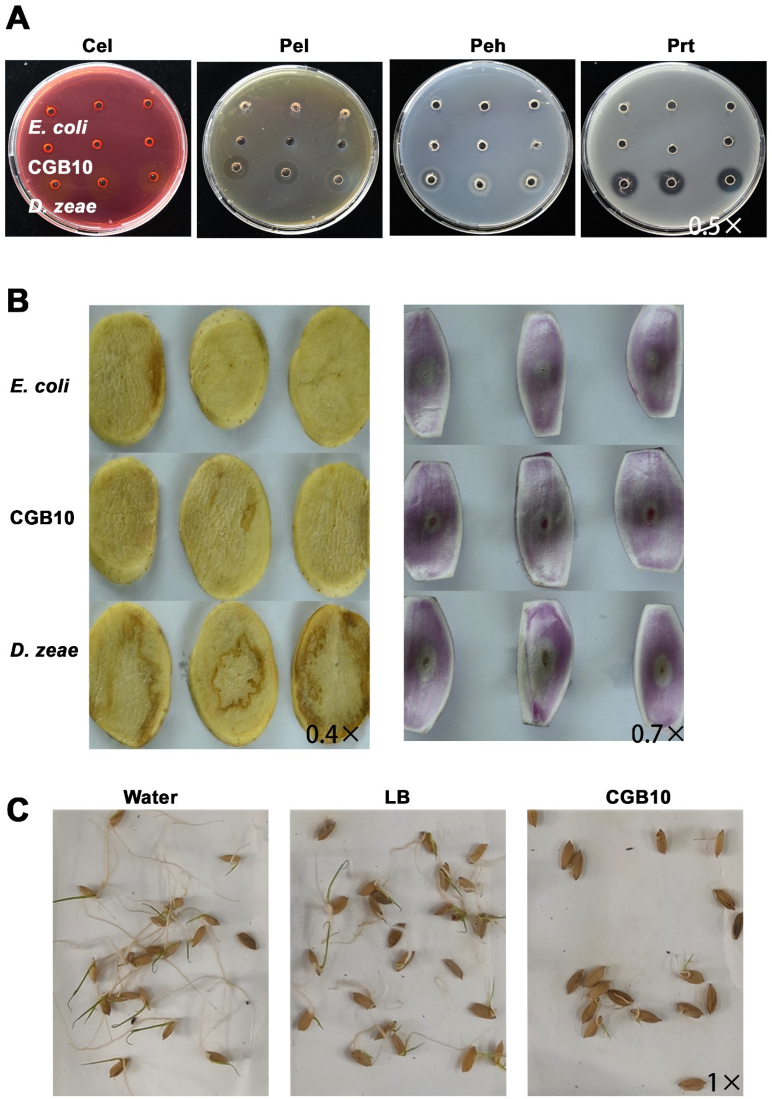 Microorganisms 08 01943 g005
