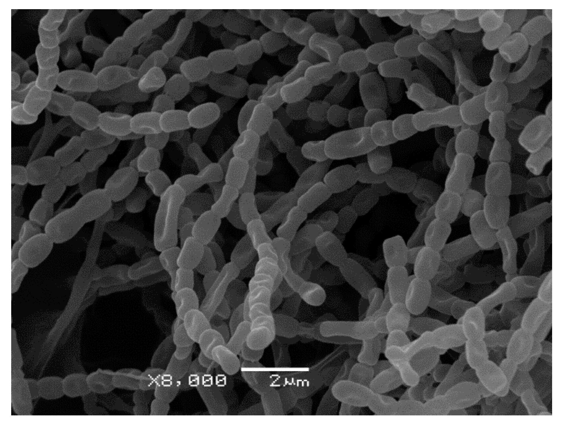 Microorganisms 08 01948 g005