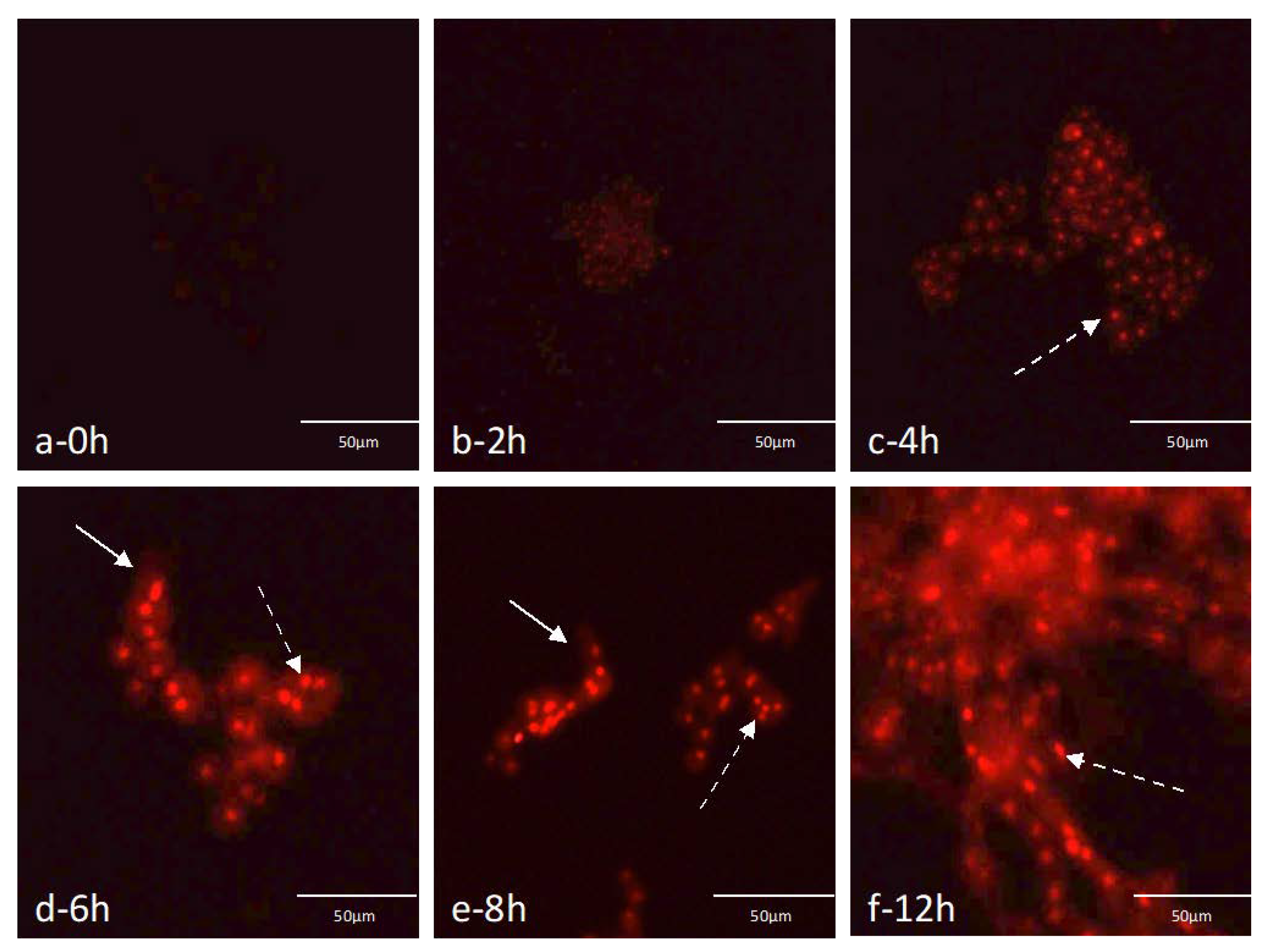 Microorganisms 08 01950 g002 Microorganisms 08 01950 g002