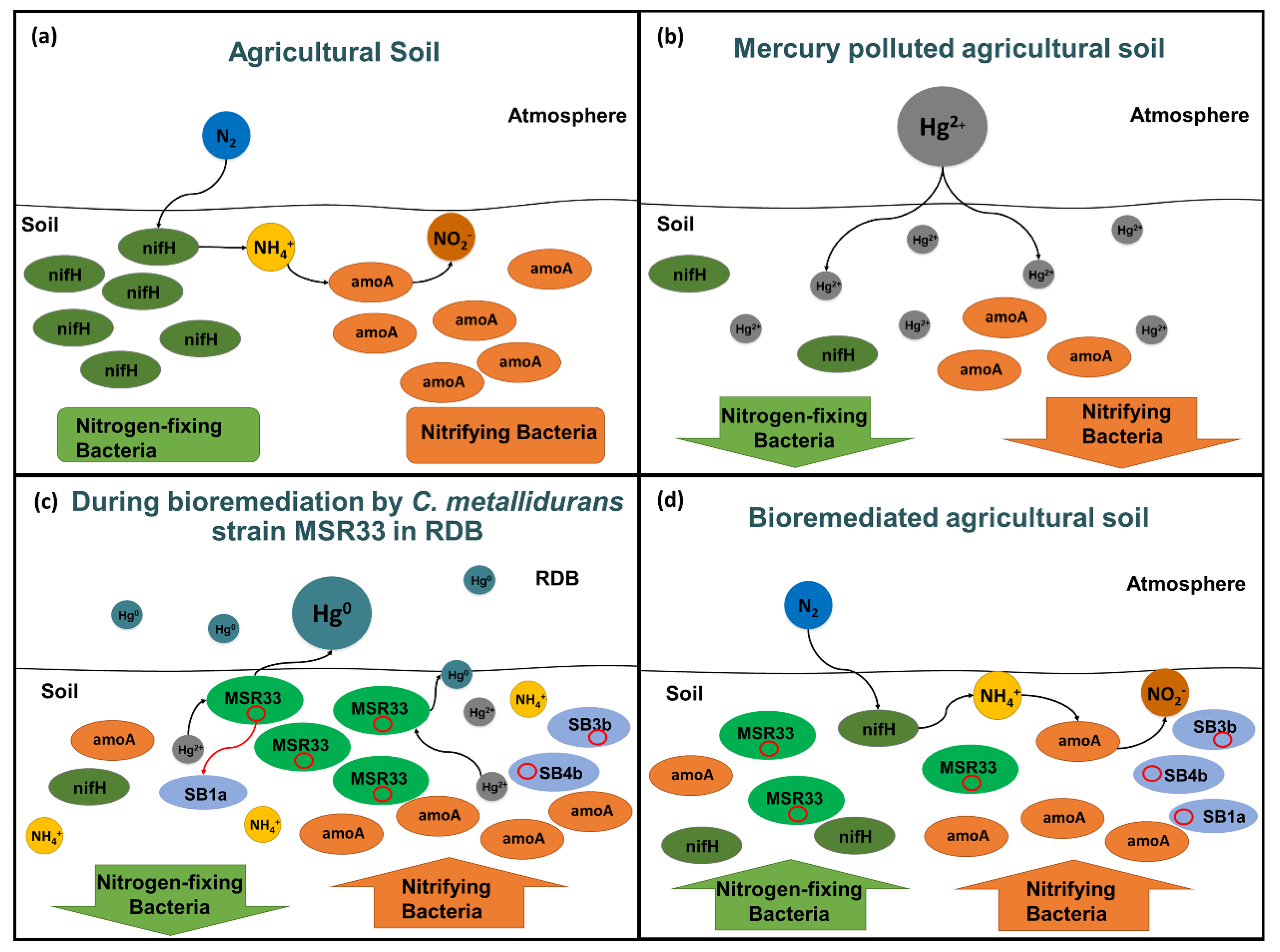 Microorganisms 08 01952 g008