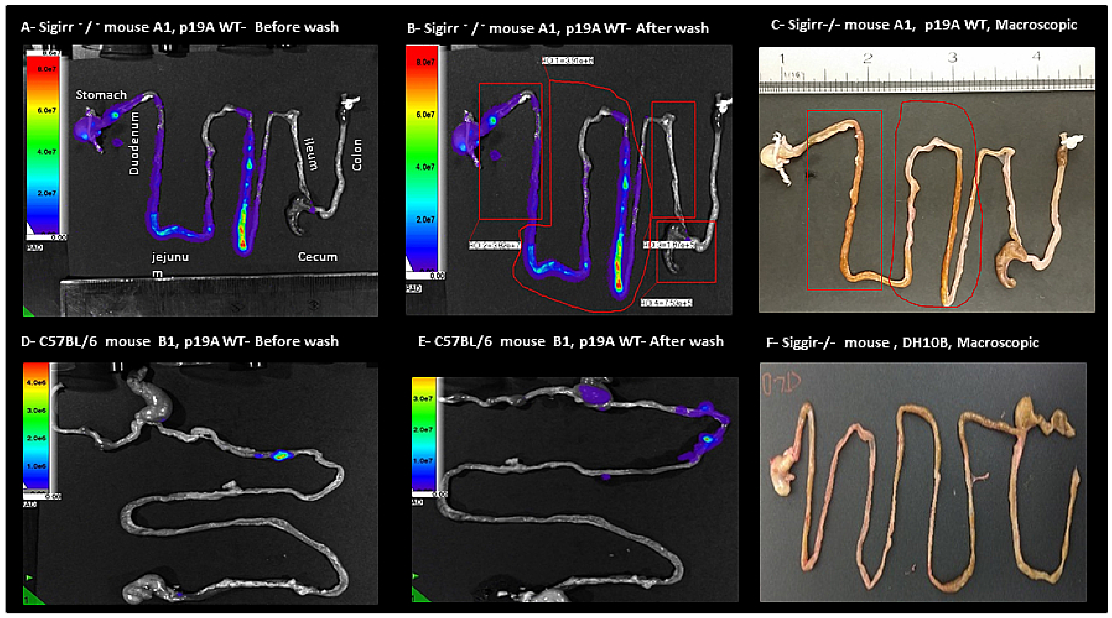 Microorganisms 08 01971 g003 Microorganisms 08 01971 g003