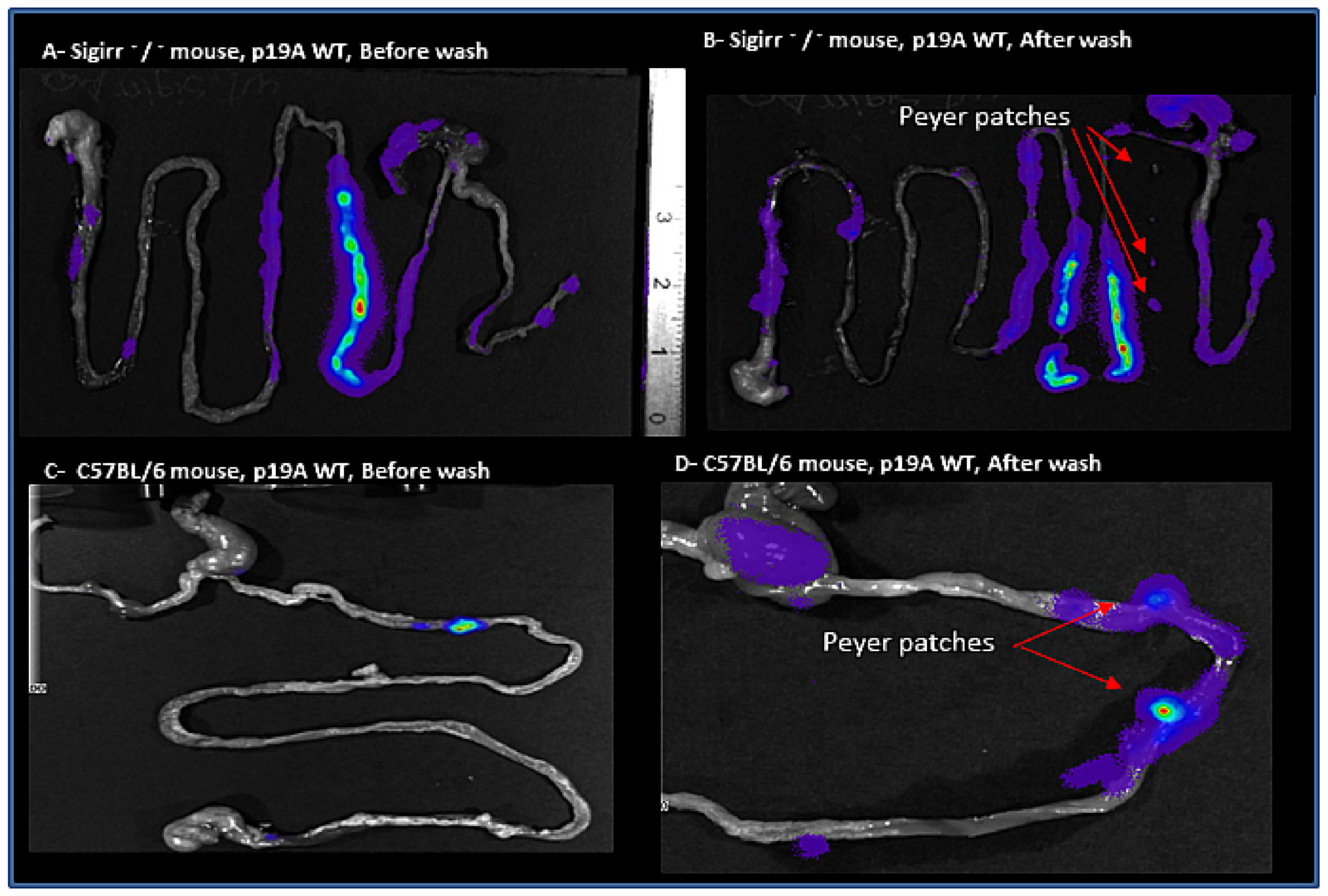 Microorganisms 08 01971 g004 Microorganisms 08 01971 g004