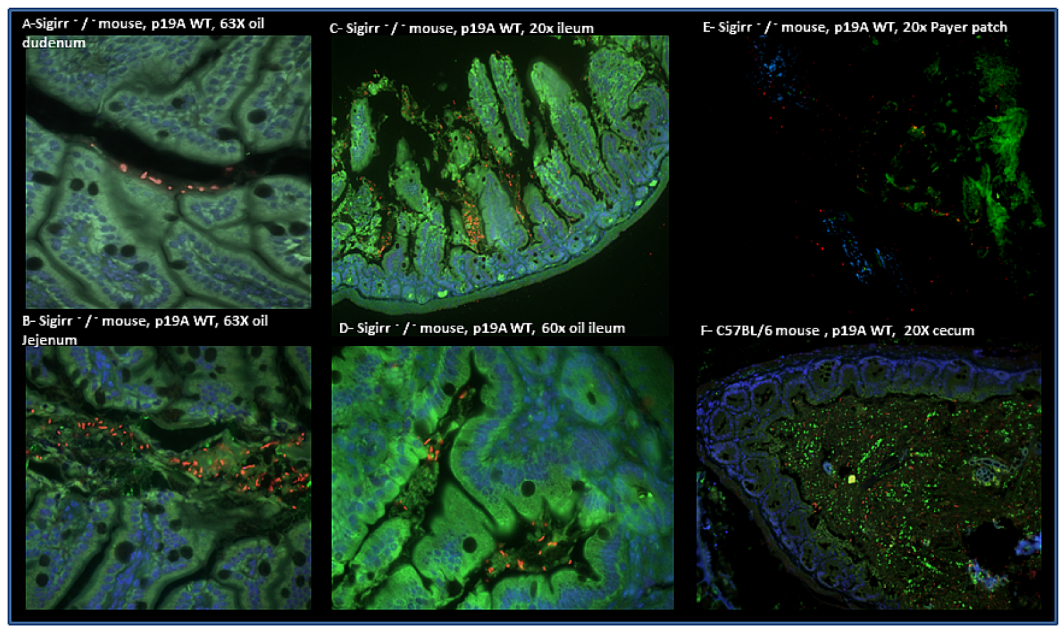 Microorganisms 08 01971 g005 Microorganisms 08 01971 g005