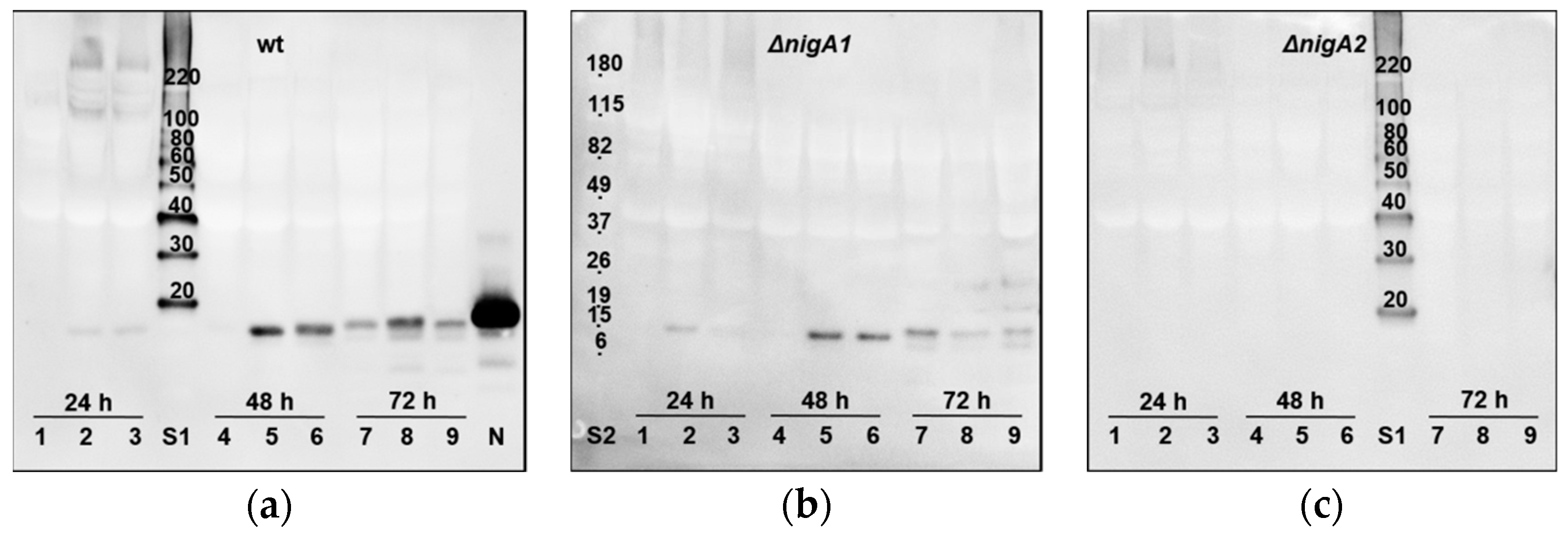 Microorganisms 08 01973 g003 Microorganisms 08 01973 g003