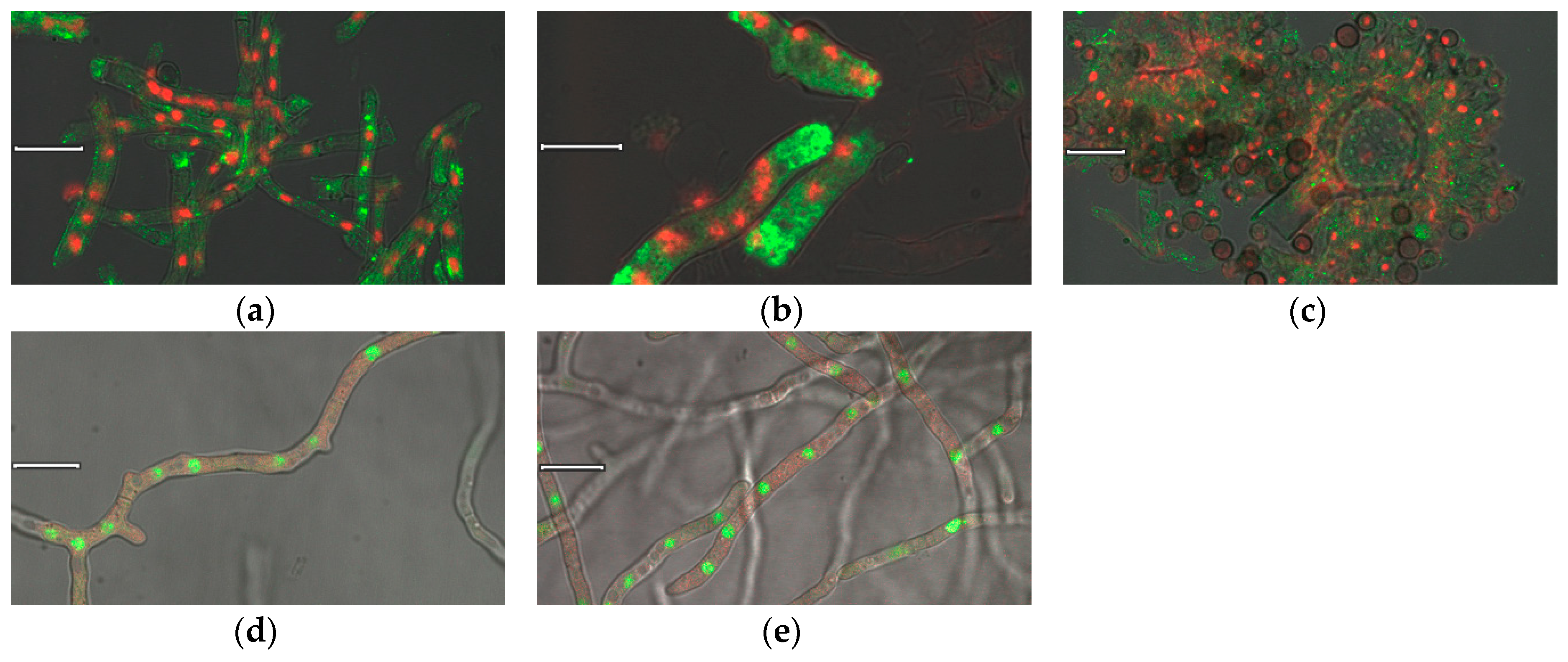 Microorganisms 08 01973 g004 Microorganisms 08 01973 g004