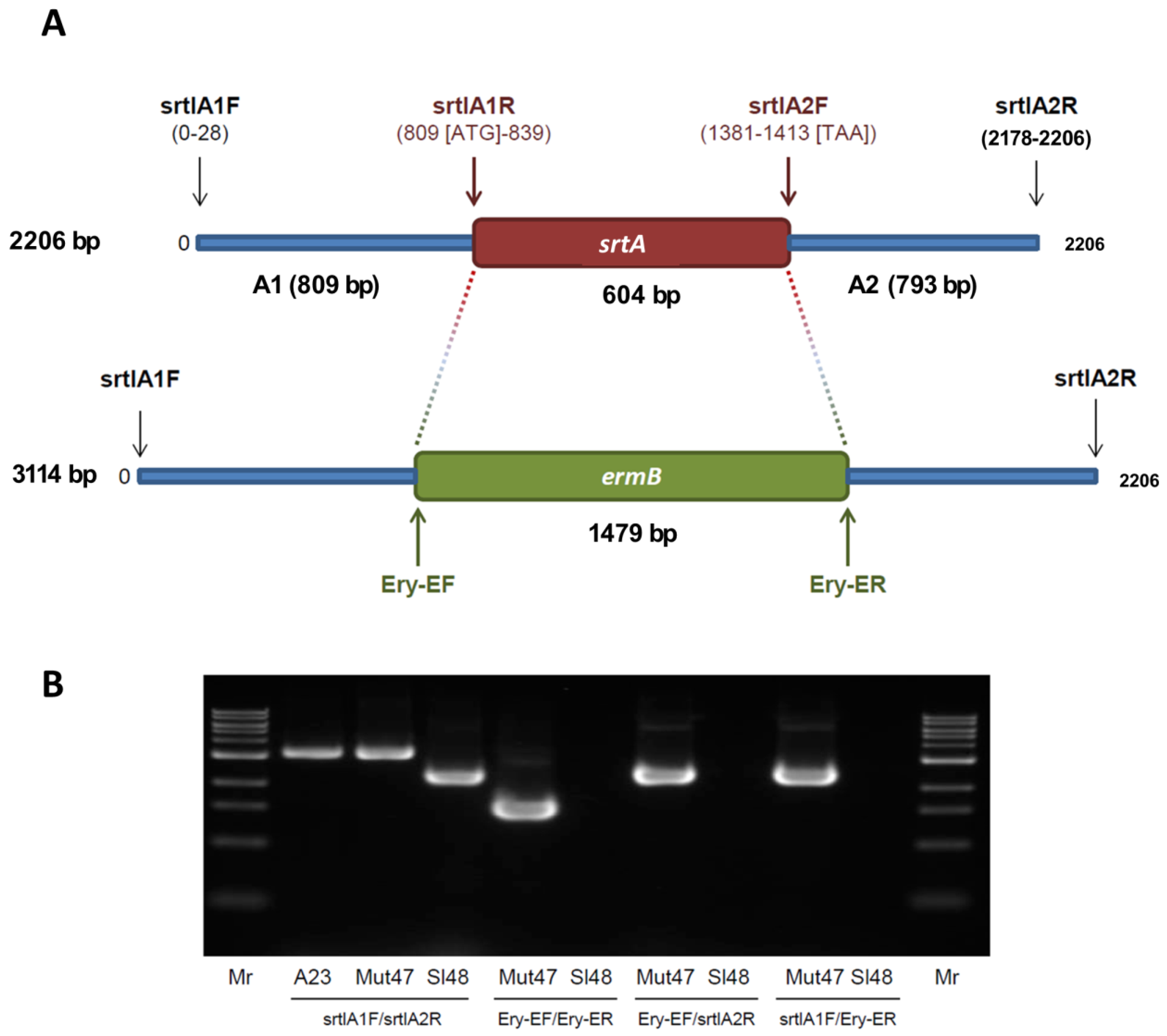 Microorganisms 08 01975 g002