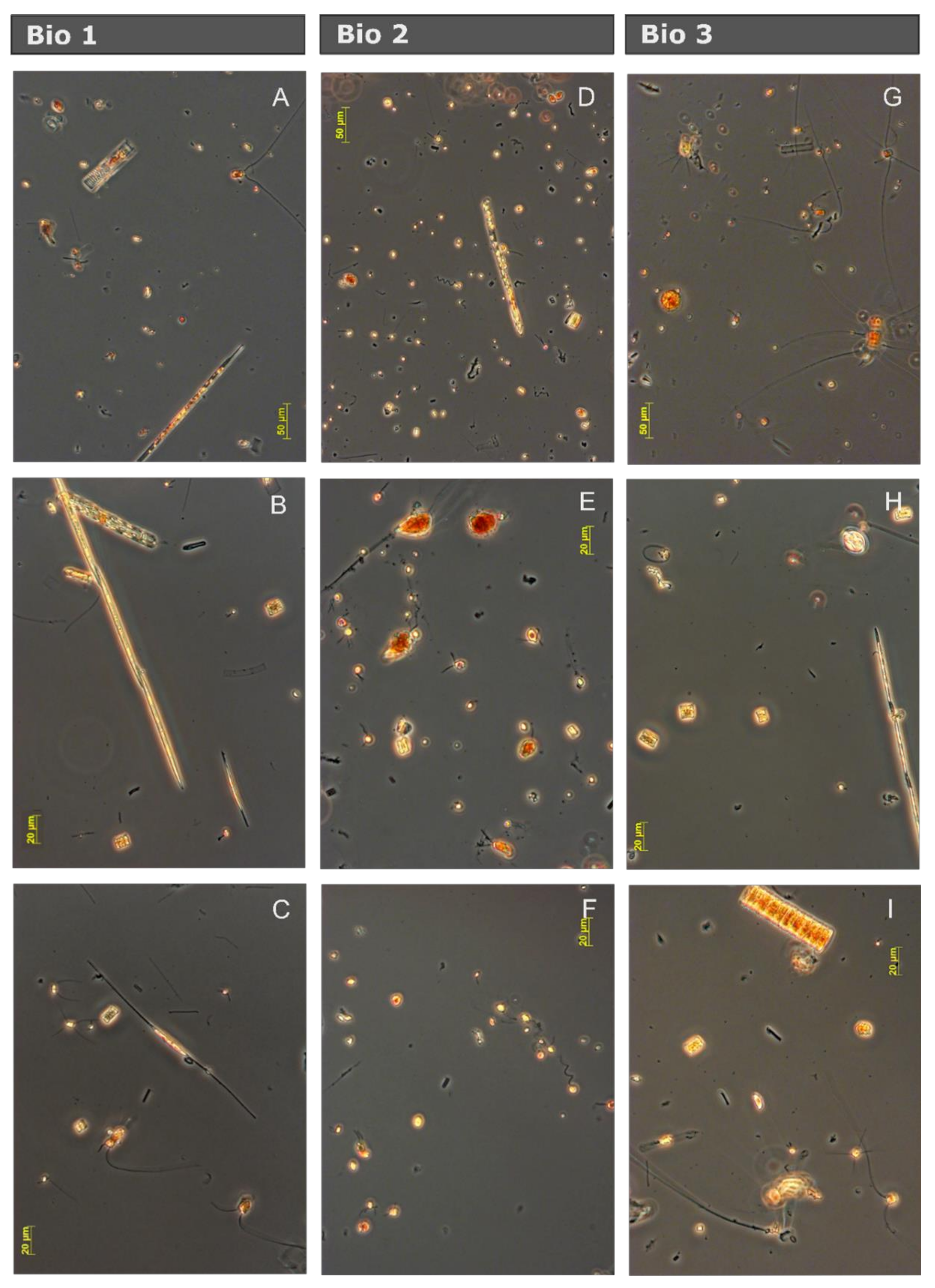Microorganisms 08 01980 g002