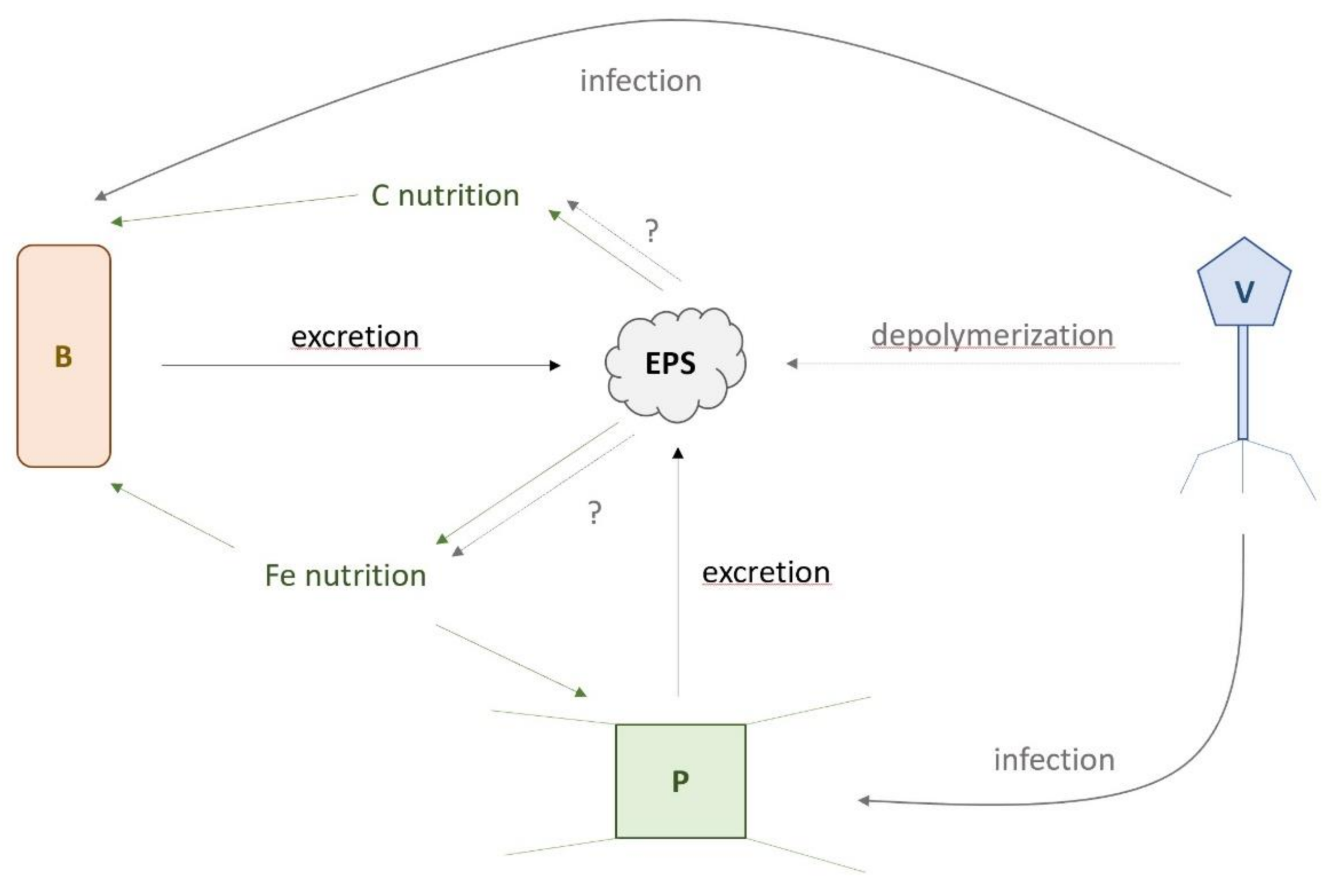 Microorganisms 08 01980 g008