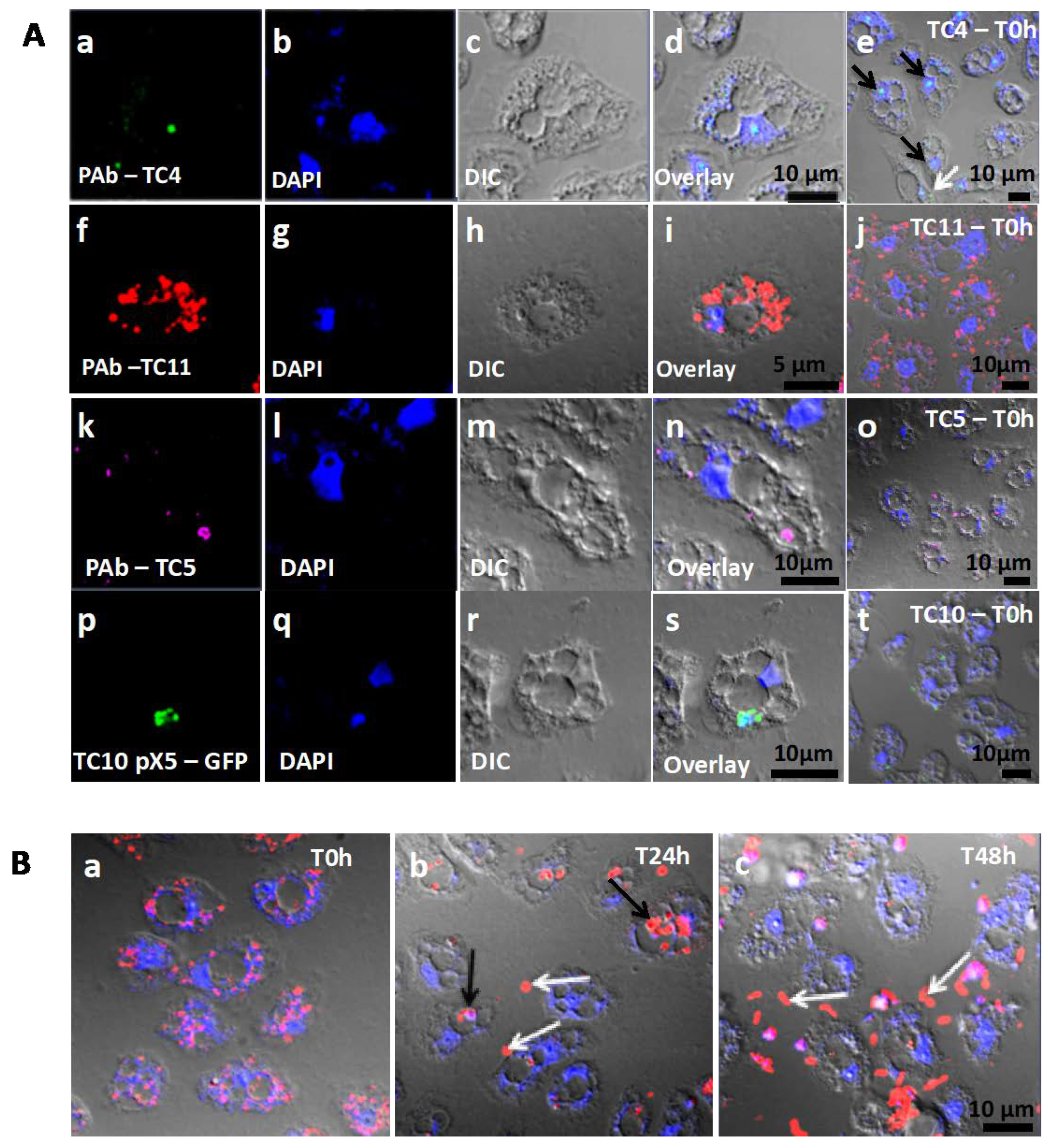 Microorganisms 08 01982 g002 Microorganisms 08 01982 g002