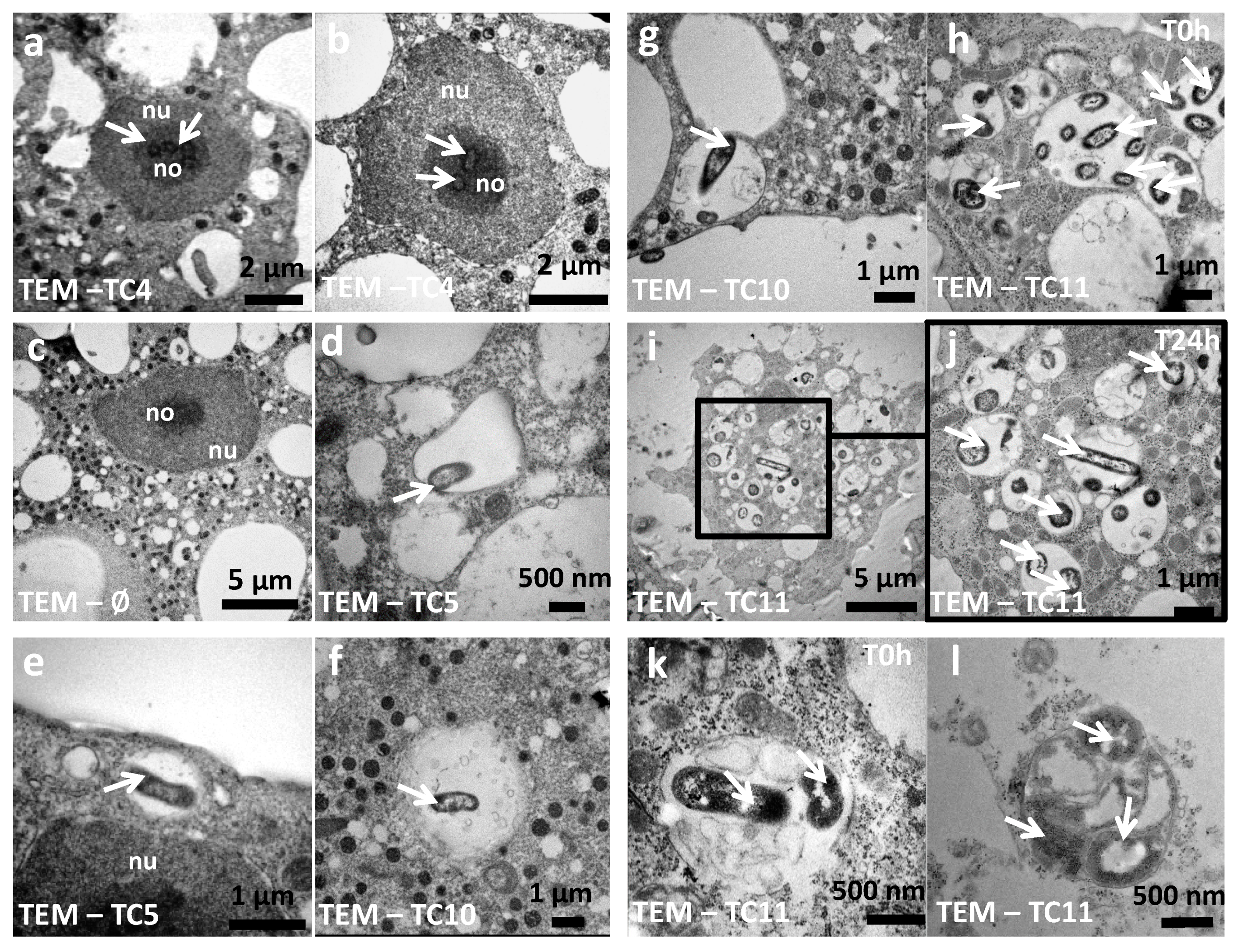 Microorganisms 08 01982 g004 Microorganisms 08 01982 g004