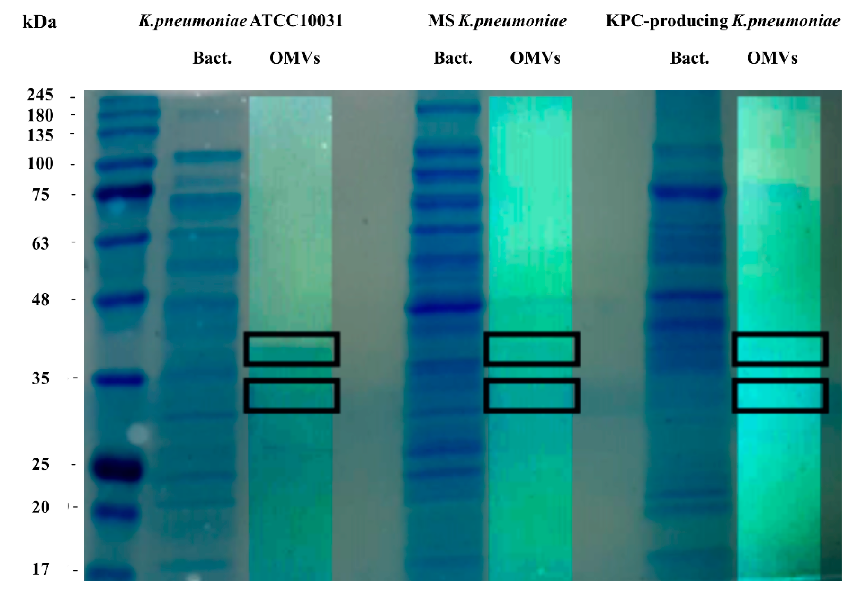 Microorganisms 08 01985 g001 Microorganisms 08 01985 g001