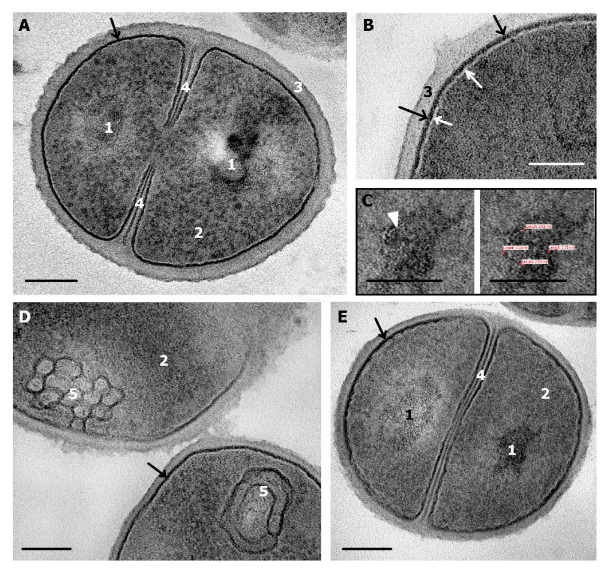 Microorganisms 08 01991 g002 Microorganisms 08 01991 g002