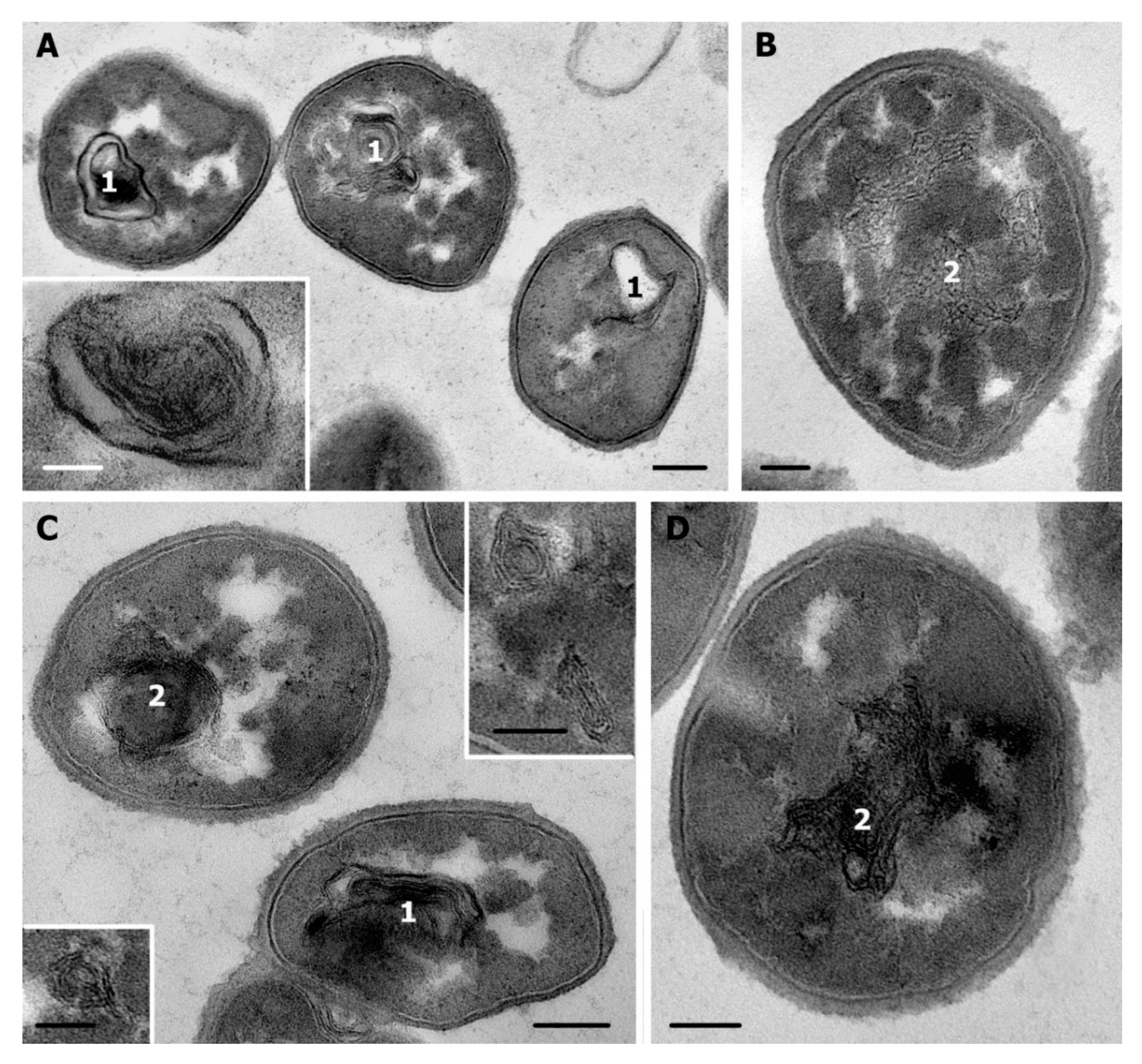 Microorganisms 08 01991 g006 Microorganisms 08 01991 g006