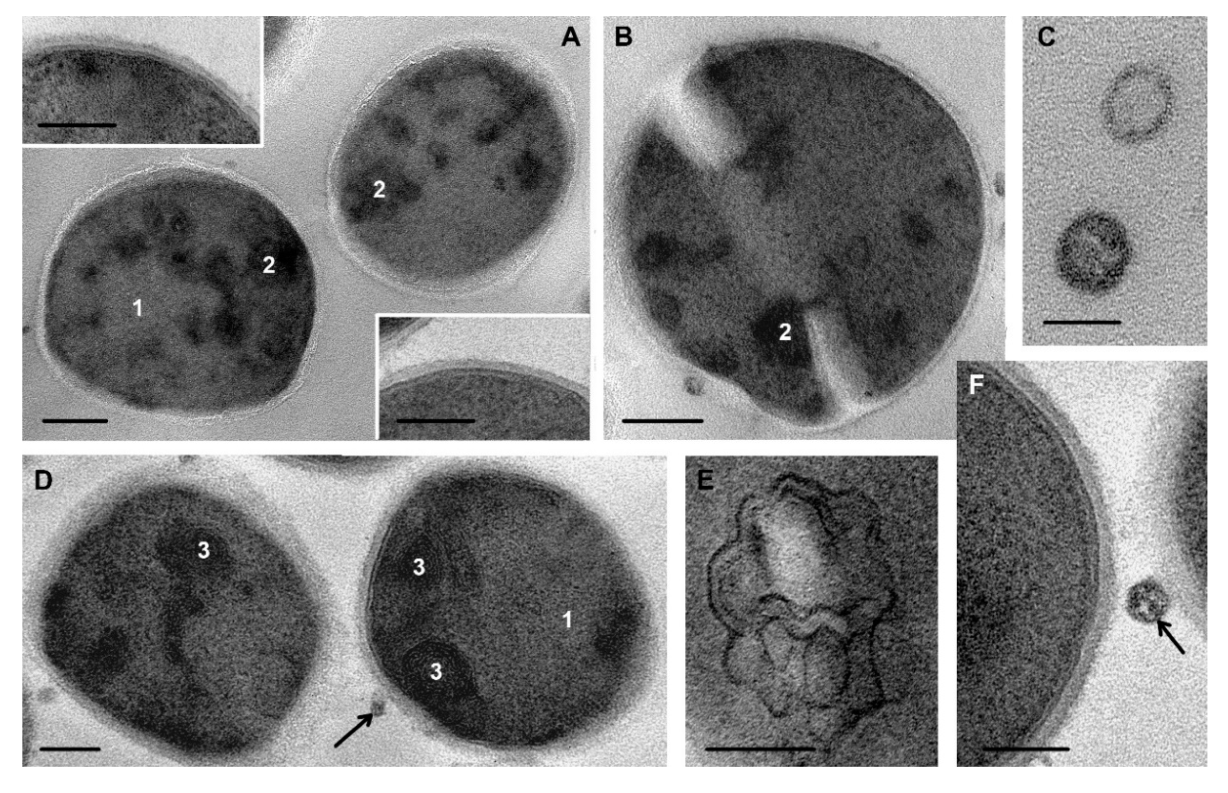 Microorganisms 08 01991 g007 Microorganisms 08 01991 g007