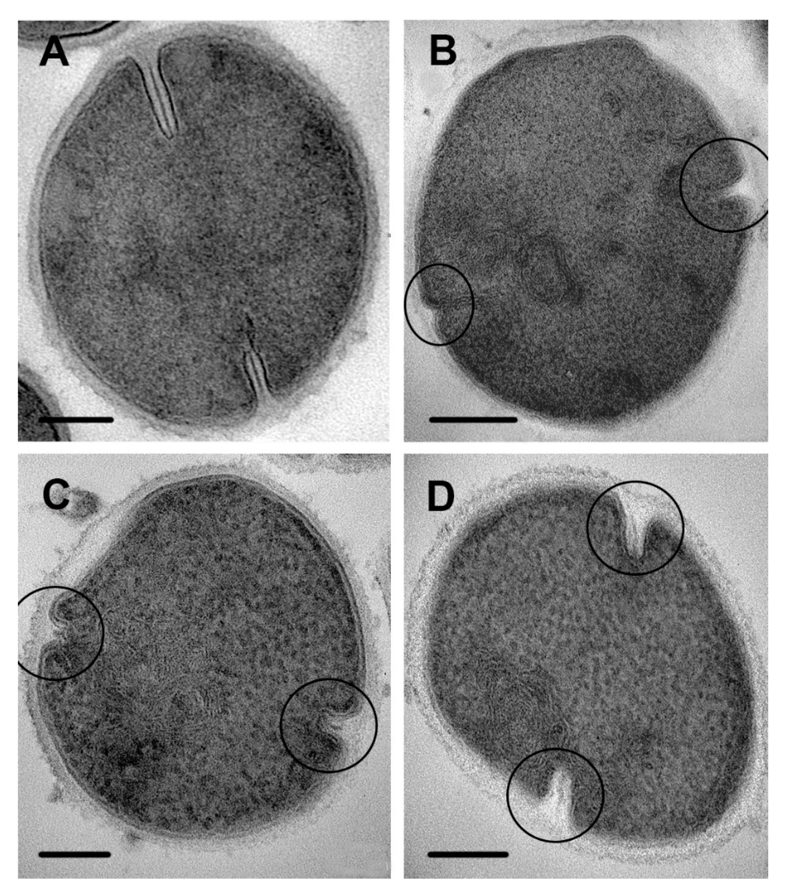 Microorganisms 08 01991 g009 Microorganisms 08 01991 g009