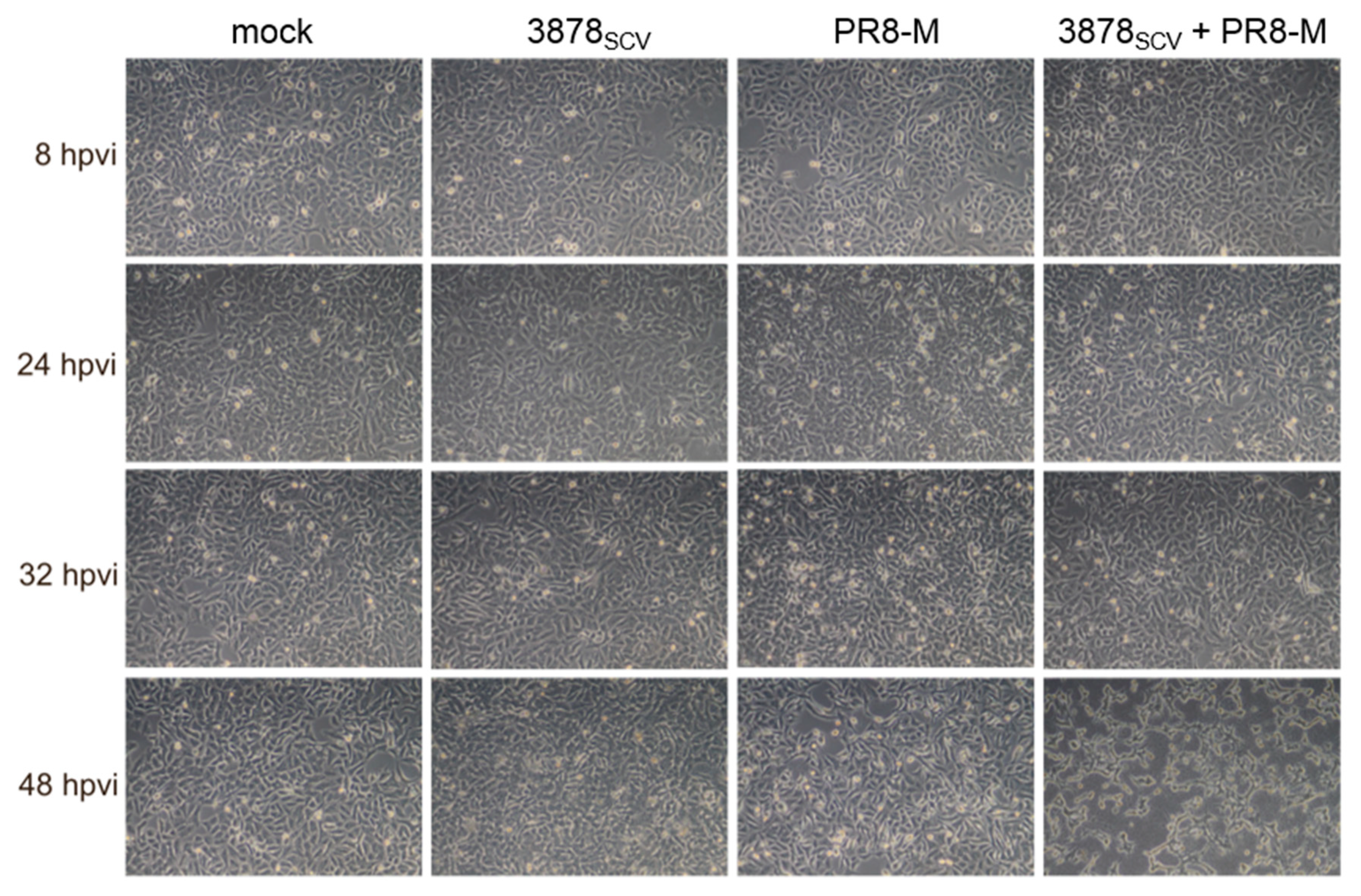 Microorganisms 08 01998 g001